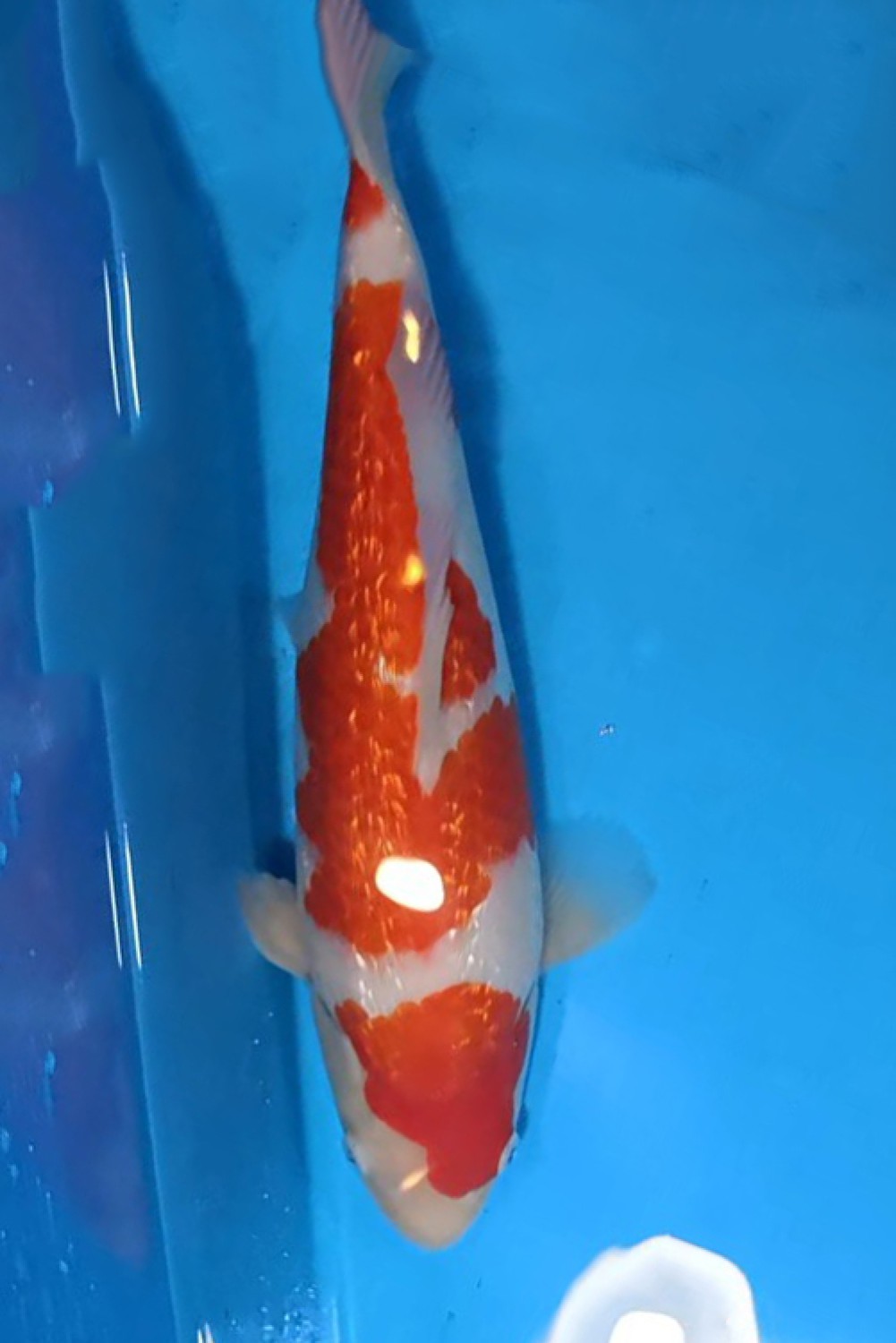 Juara 1