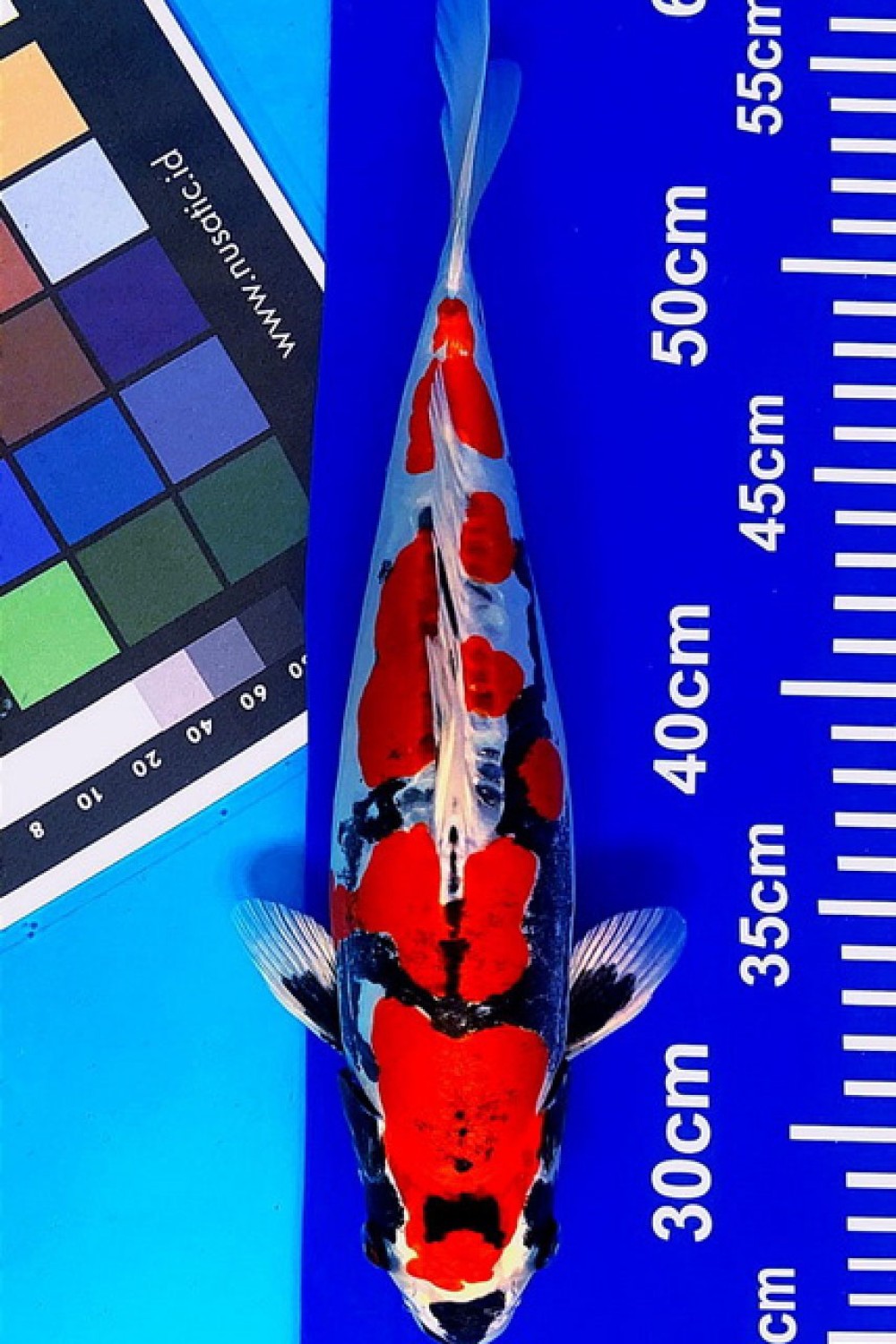 Juara 3