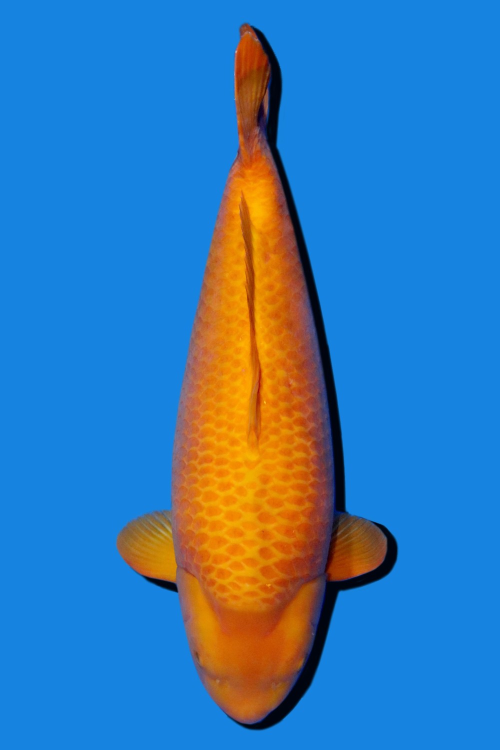 Best In Size E 76 - 80 cm