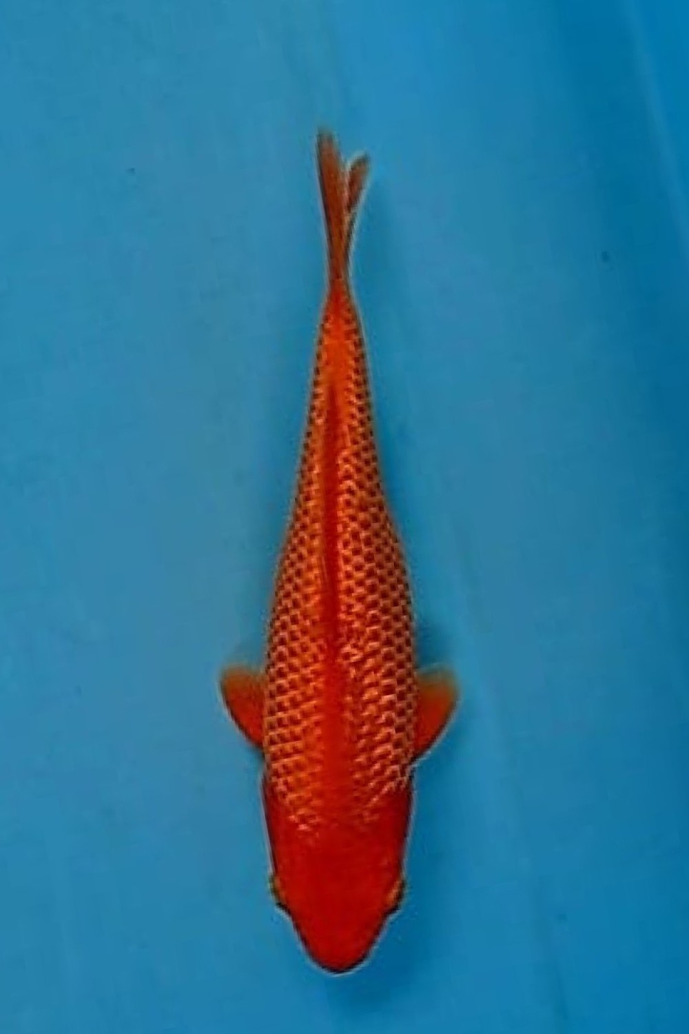 Juara 2