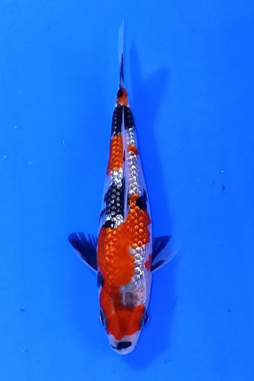 Juara 1