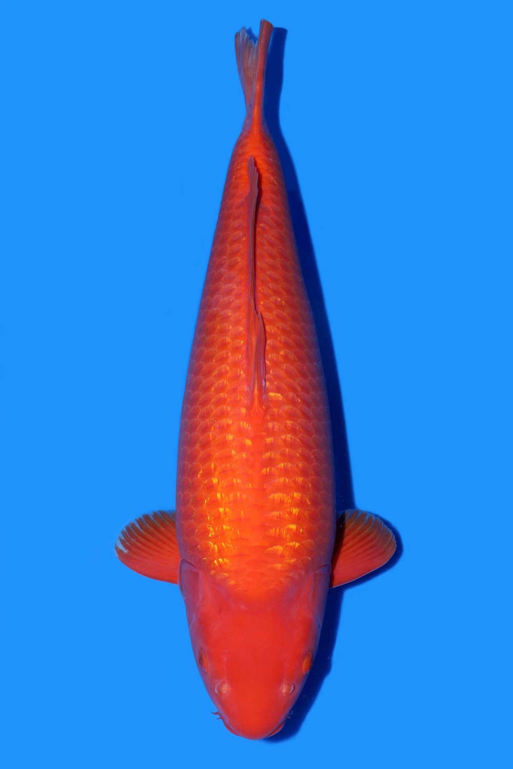 Best In Size E 71 - 75 cm