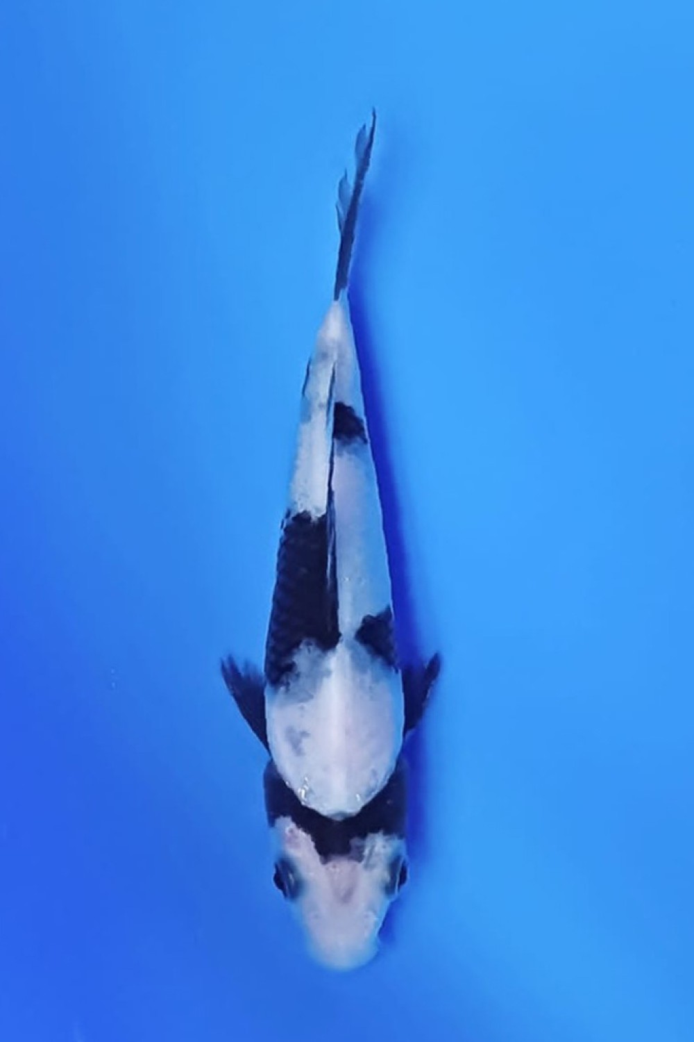 Juara 1