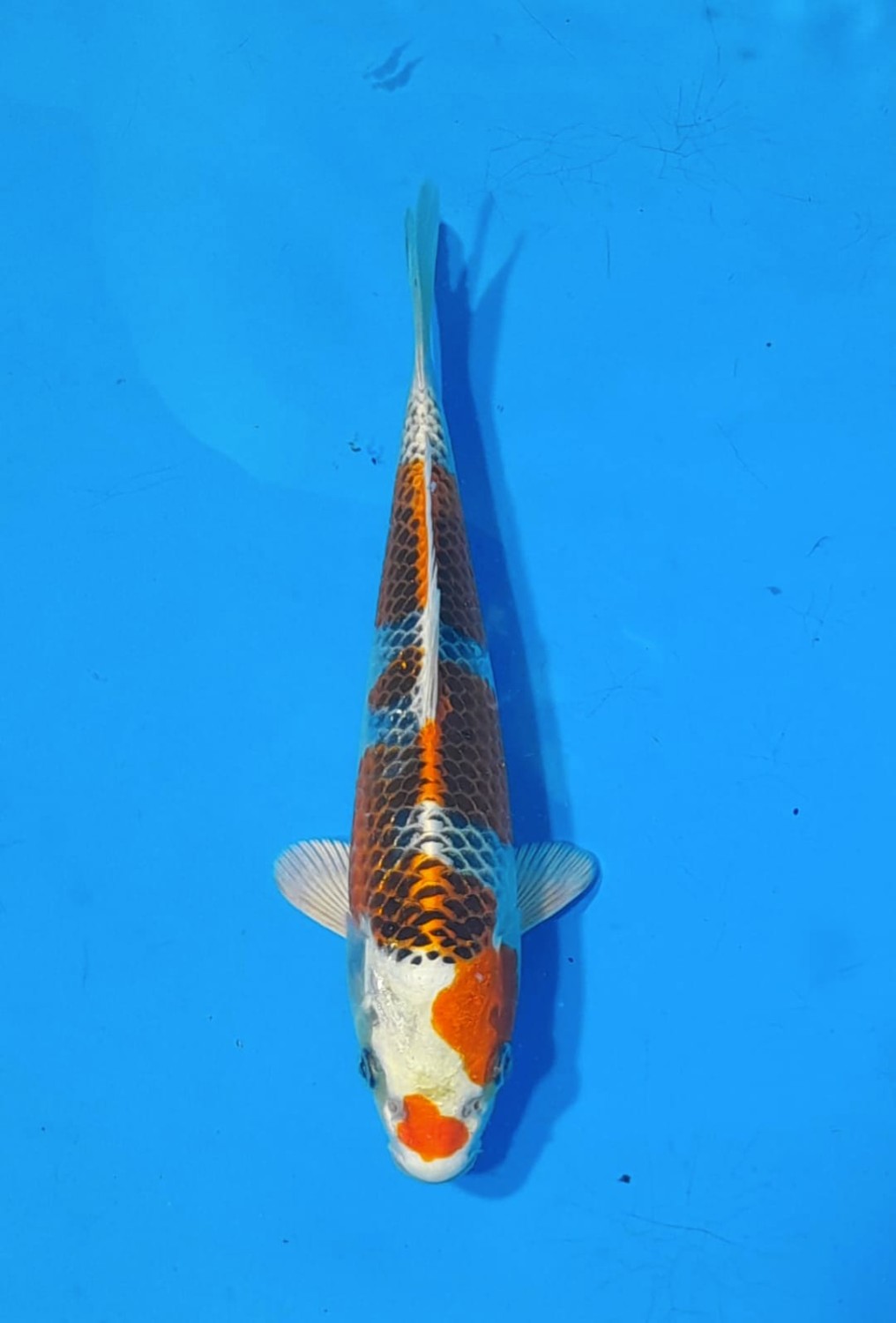Juara 1