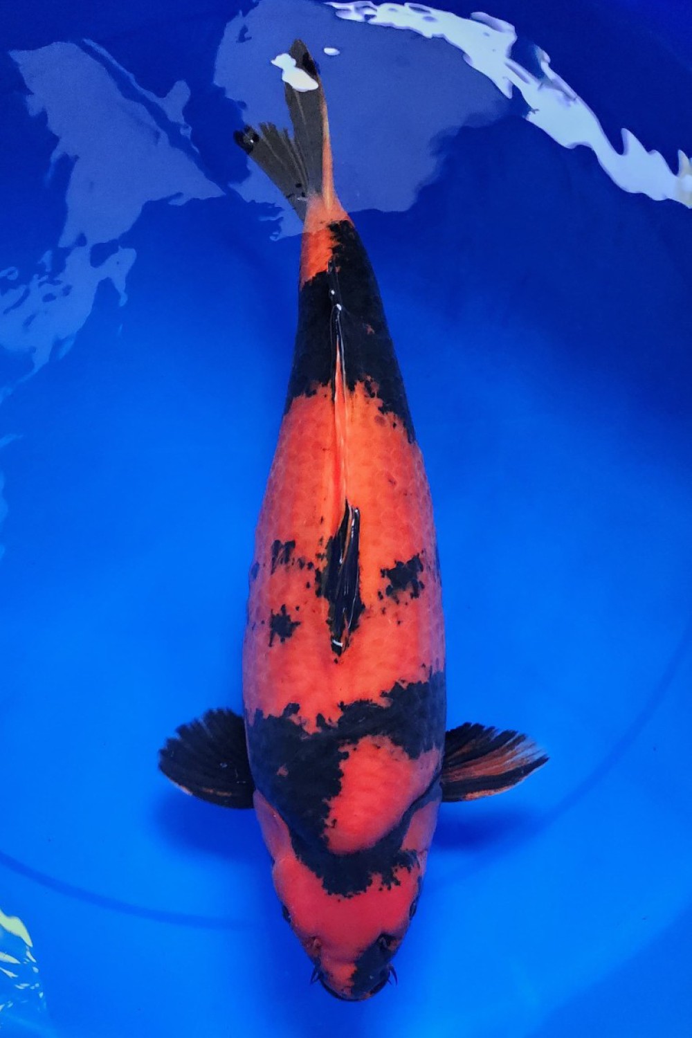 Best In Size D 71 - 75 cm