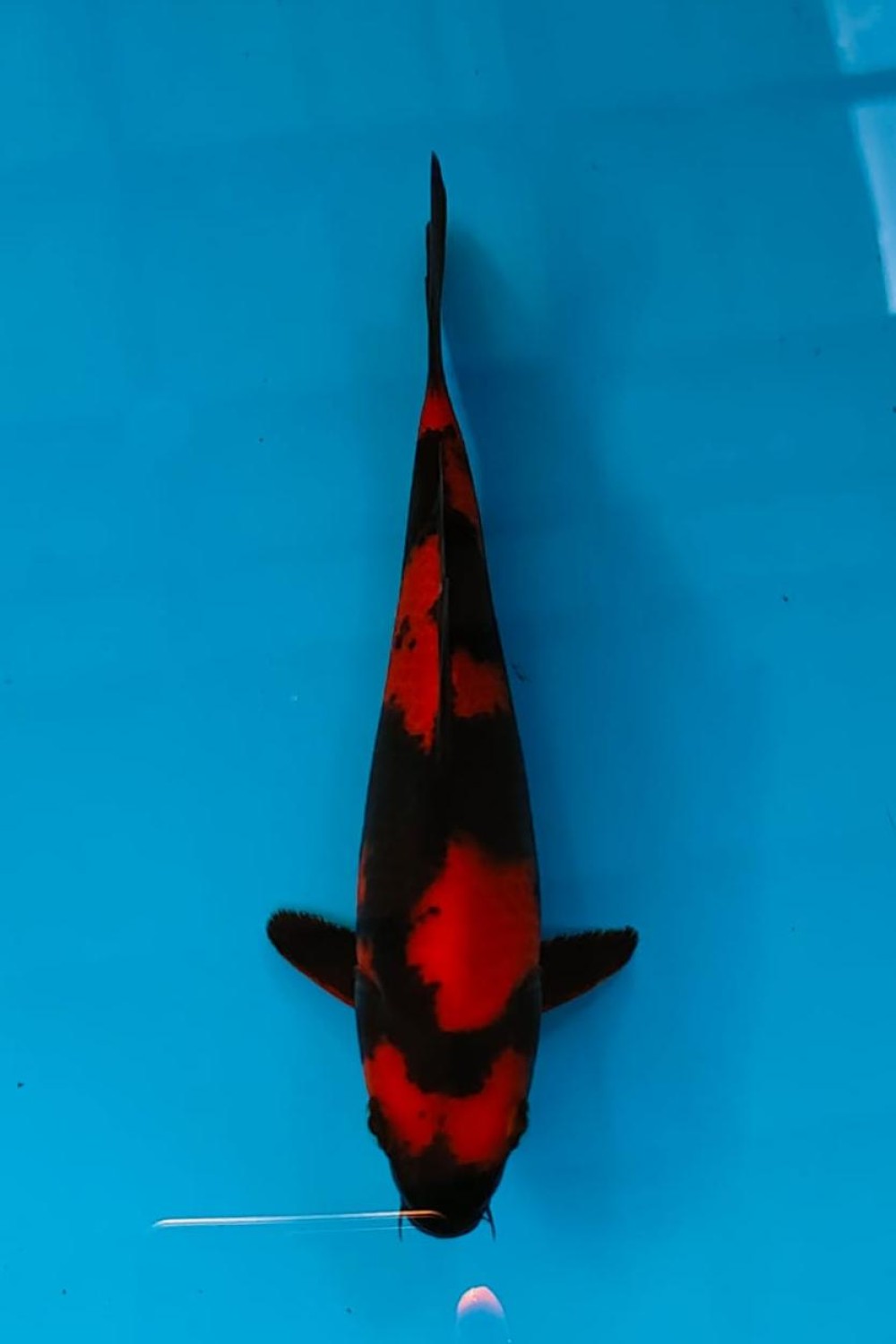 Juara 4