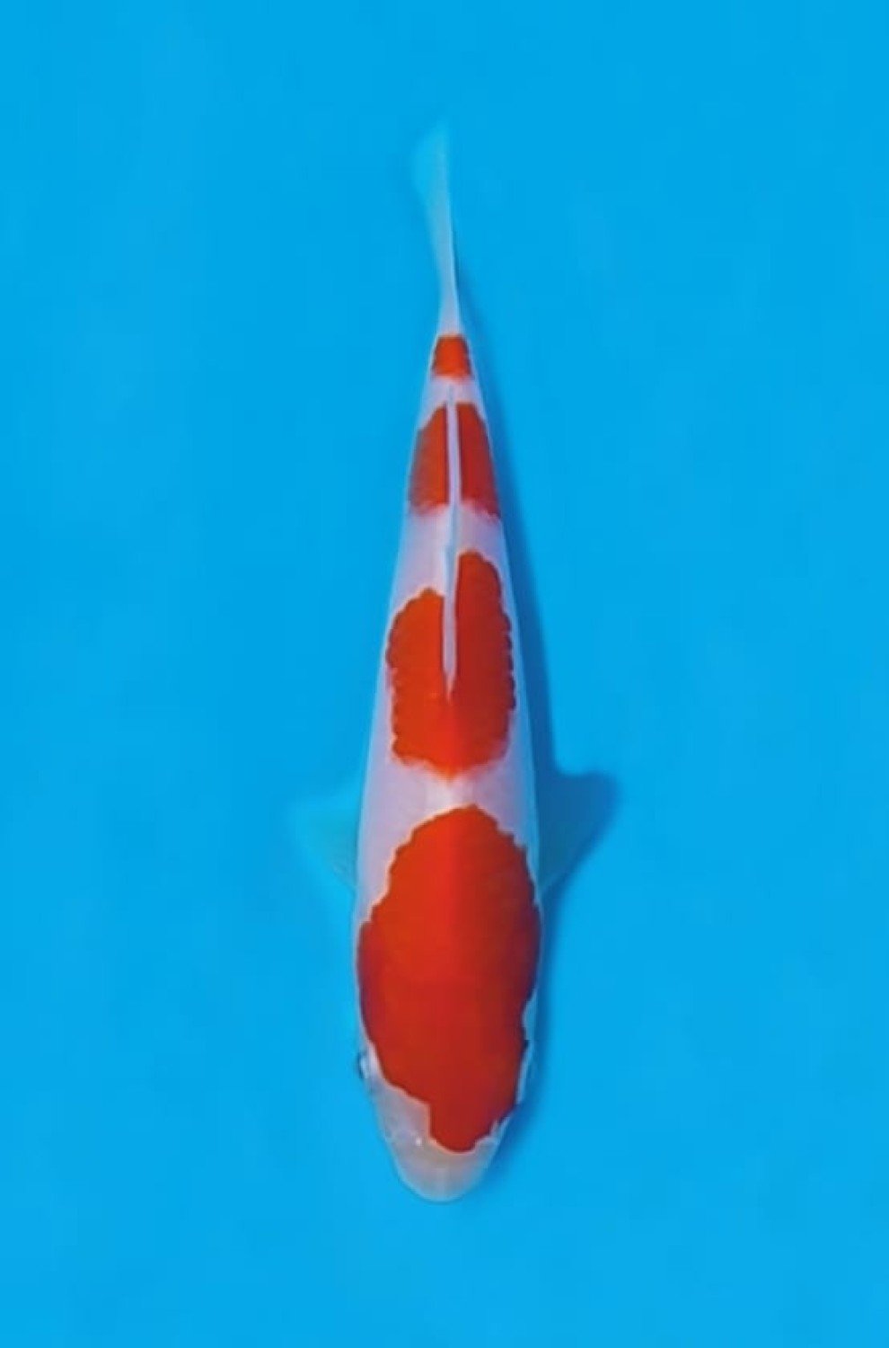 Juara 1