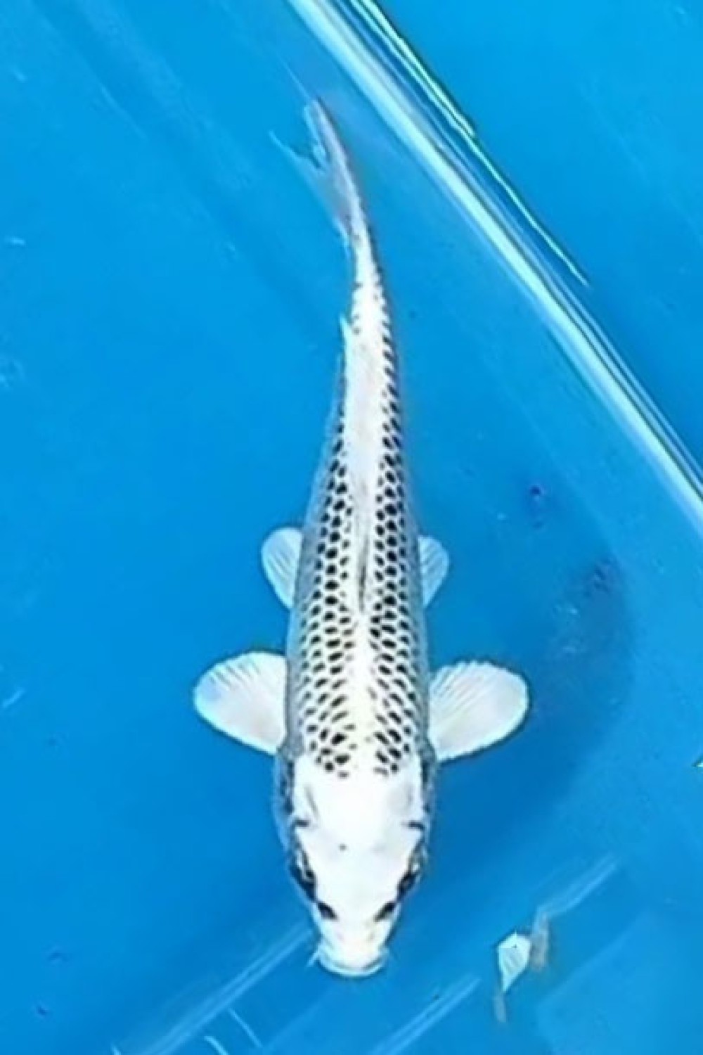 Juara 2