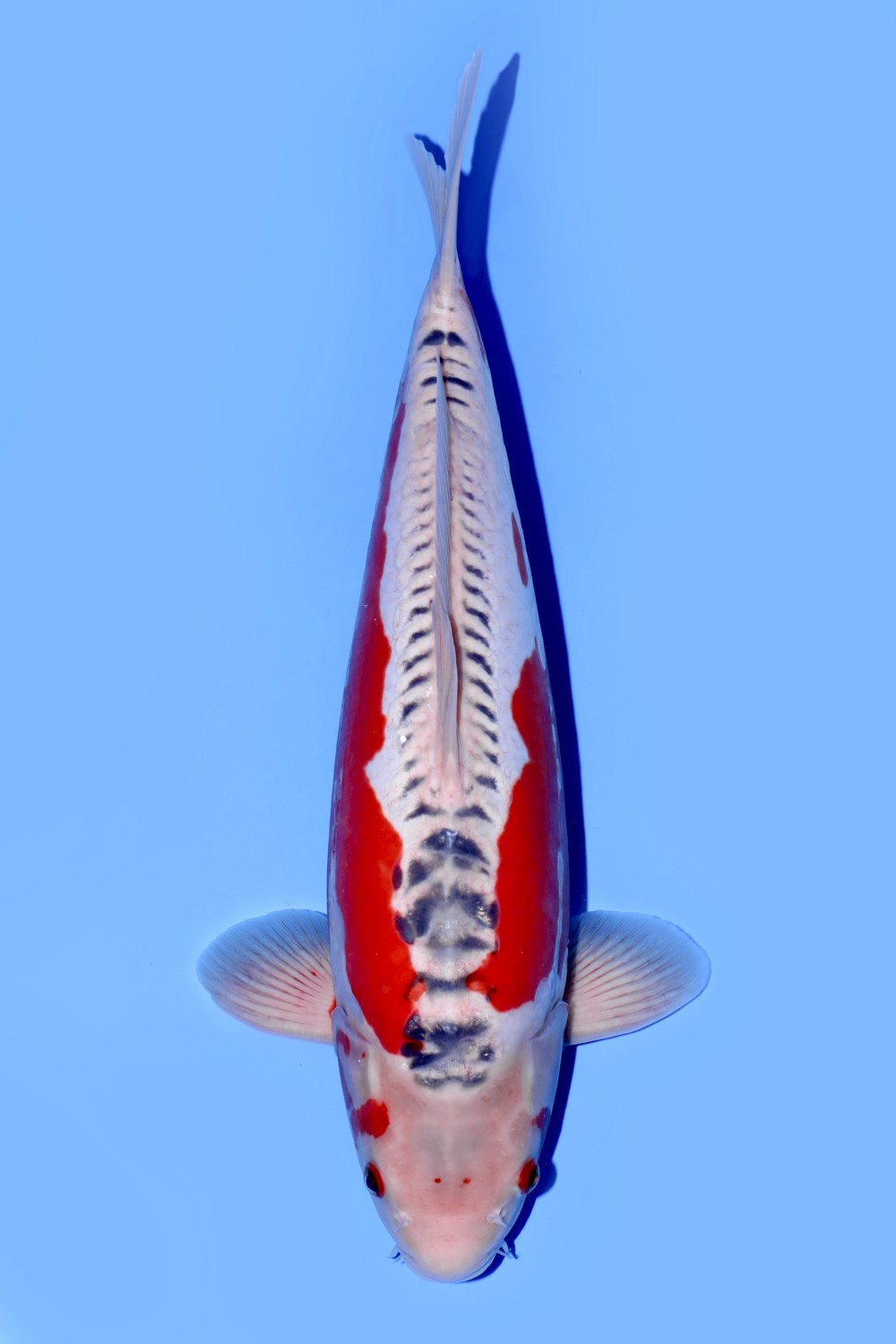 Juara 3