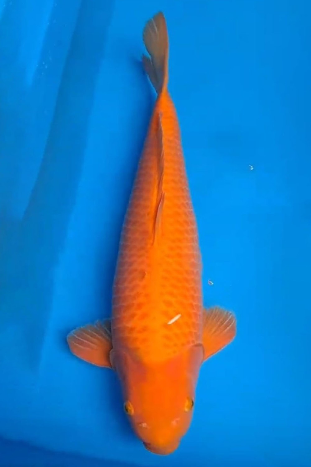 Best In Size E 61 - 65 cm