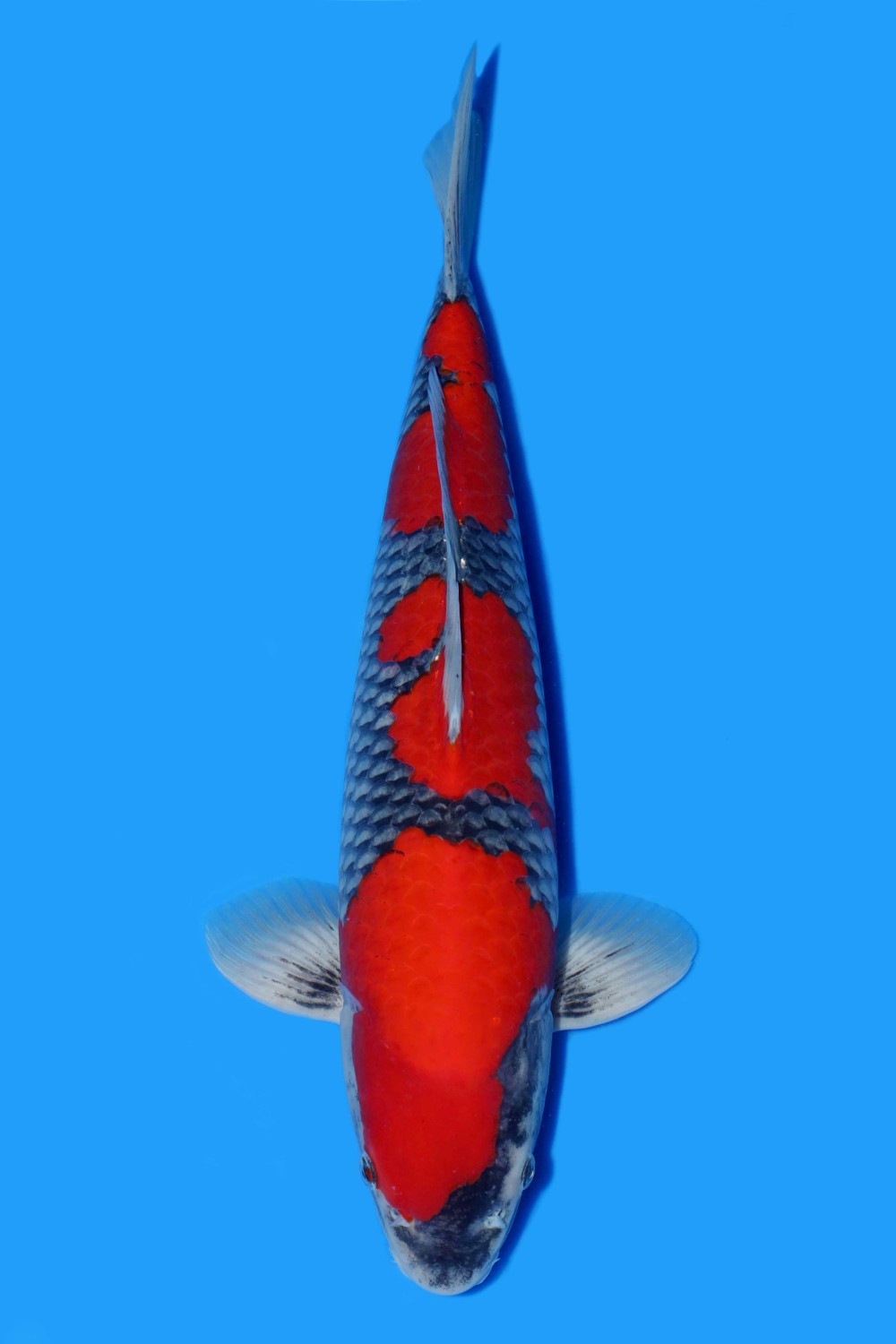 Best In Size B 41 - 45 cm