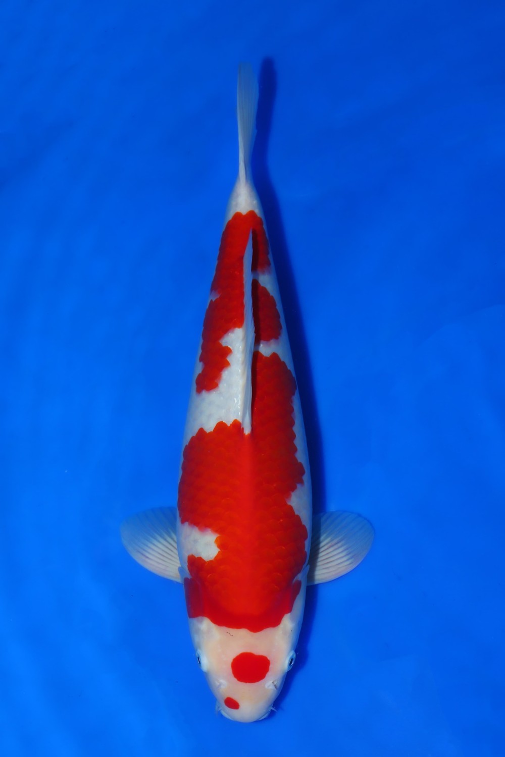 Juara 4