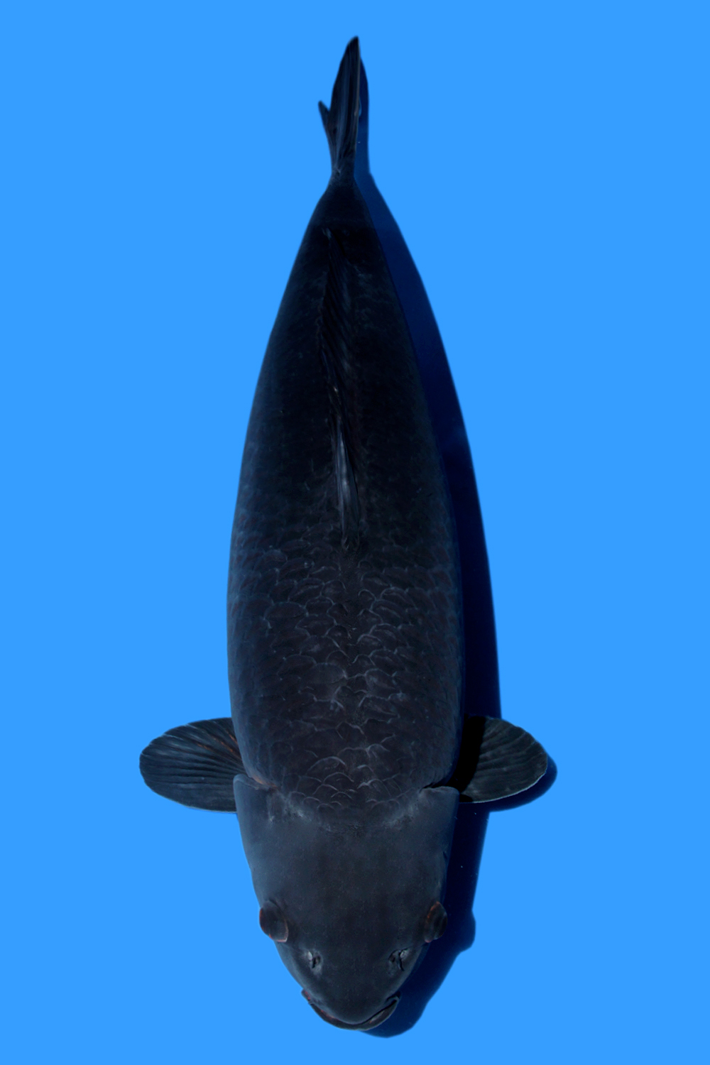 Juara 2