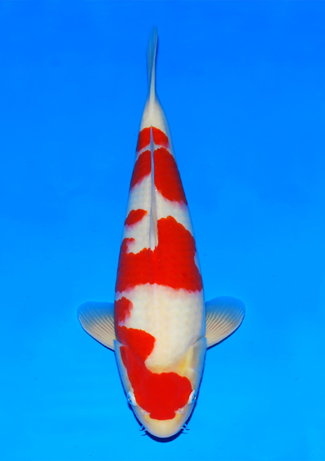 Juara 5