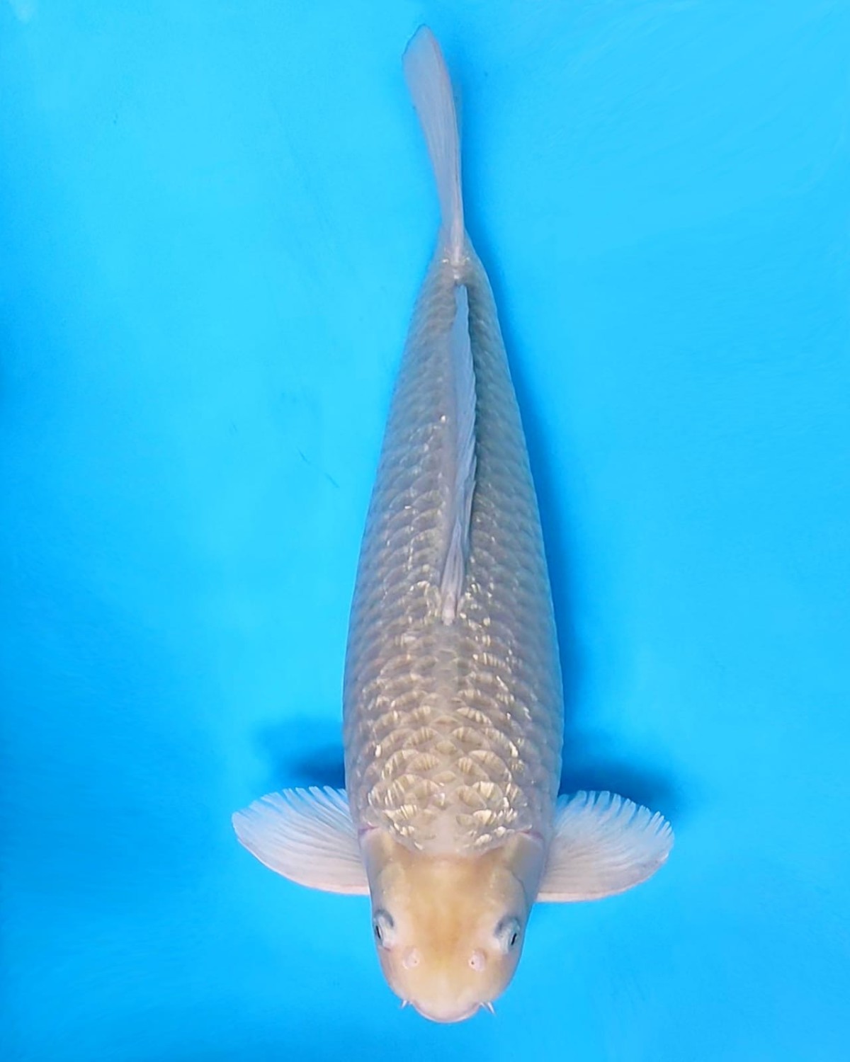 Juara 1