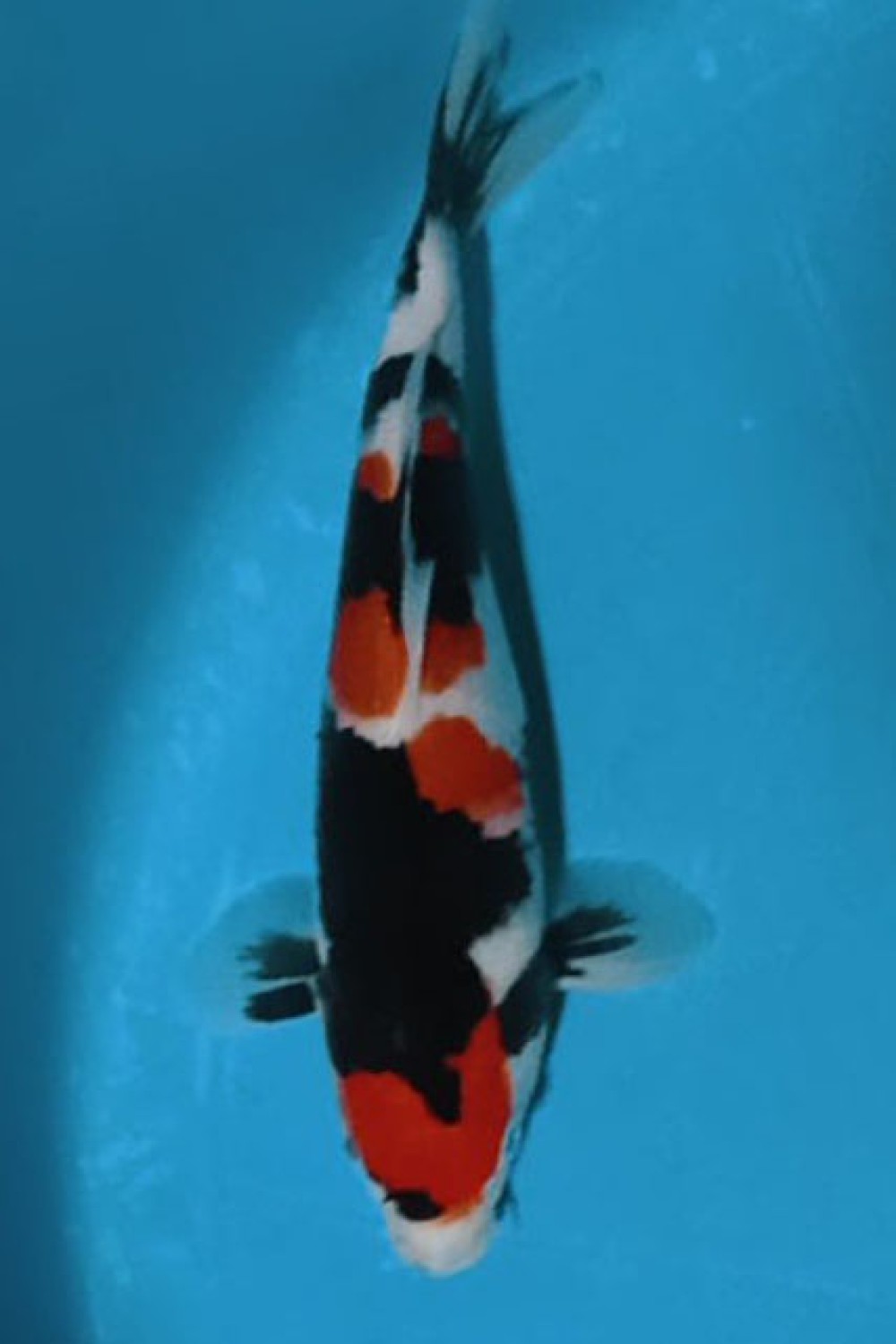 Juara 1