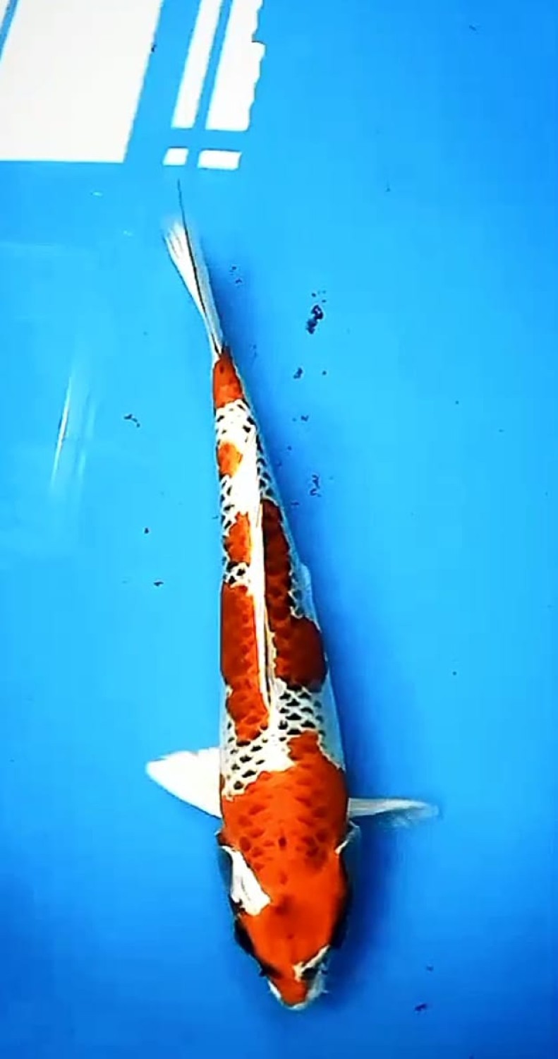 Juara 2