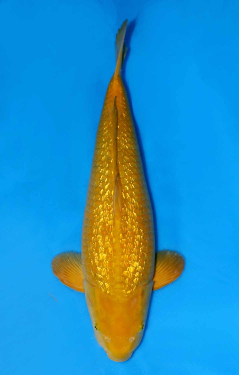 Juara 3