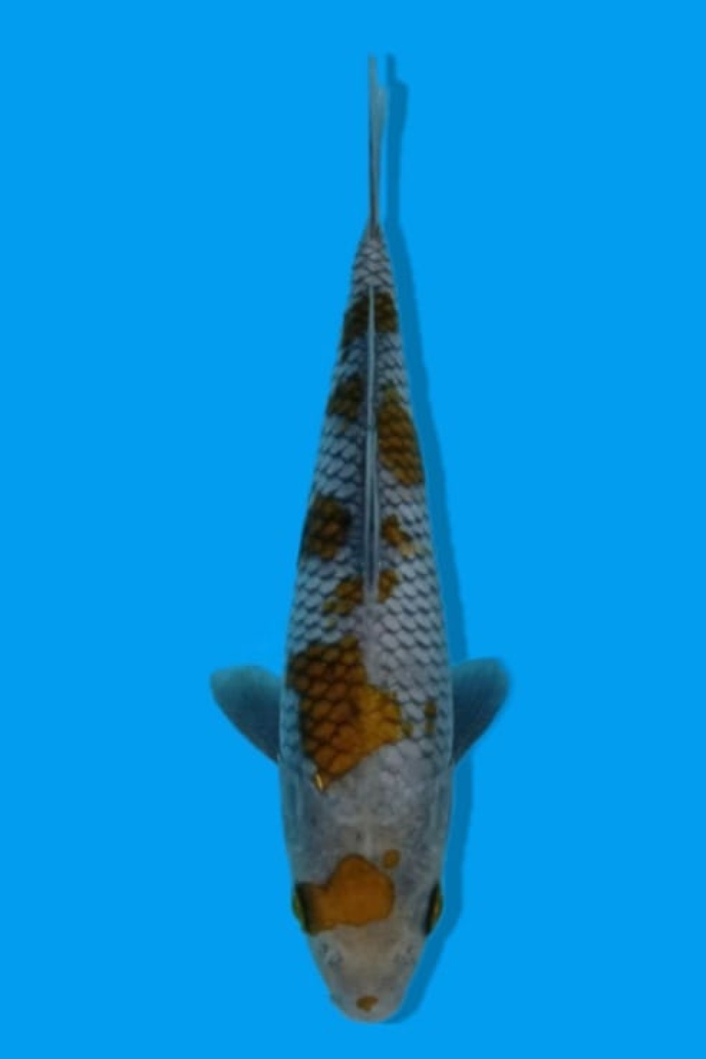 Juara 1