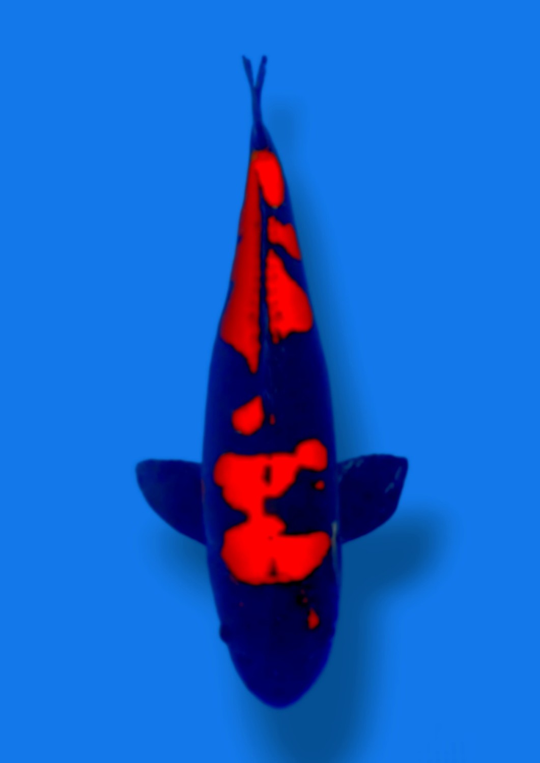 Juara 2