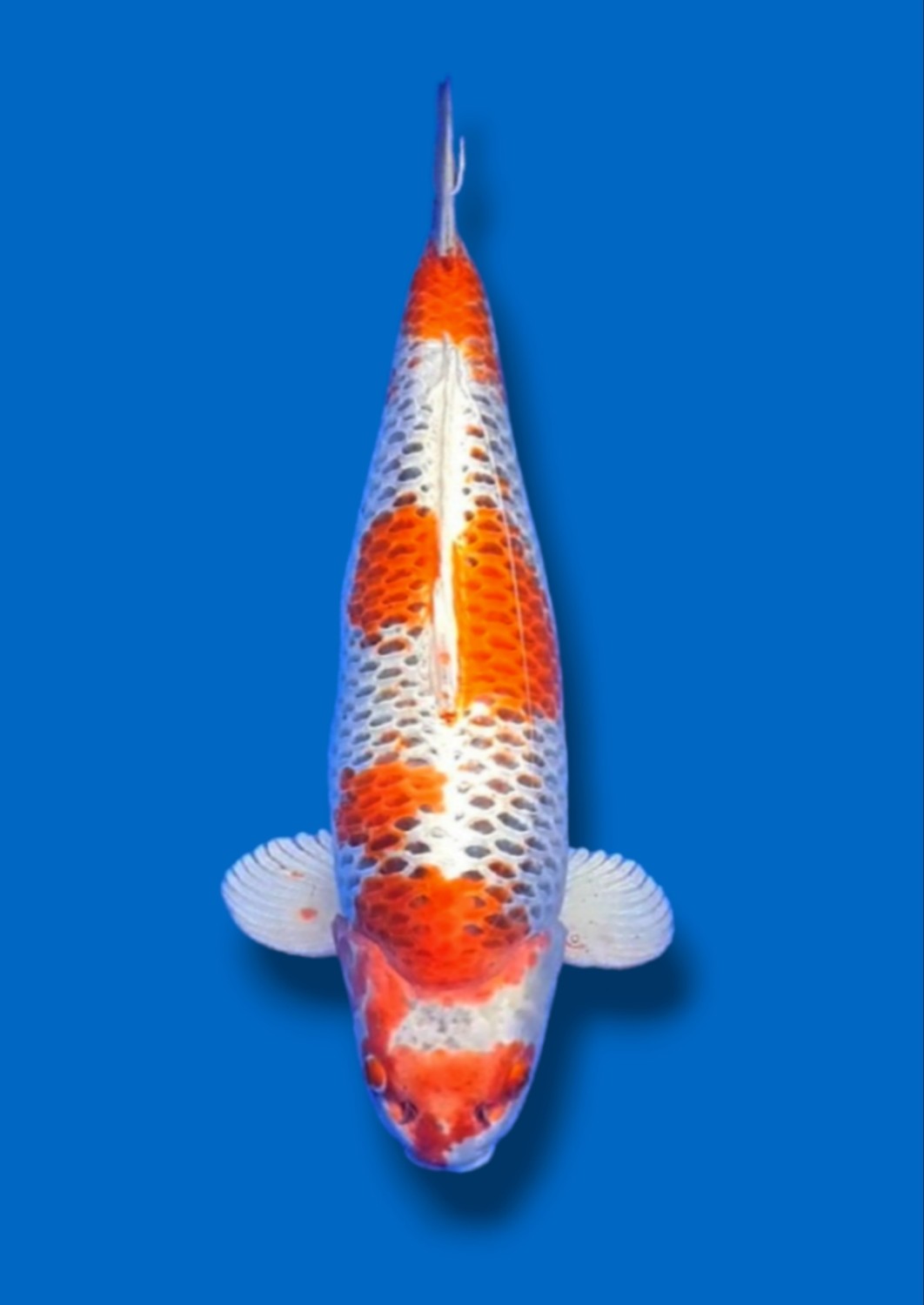 Juara 3