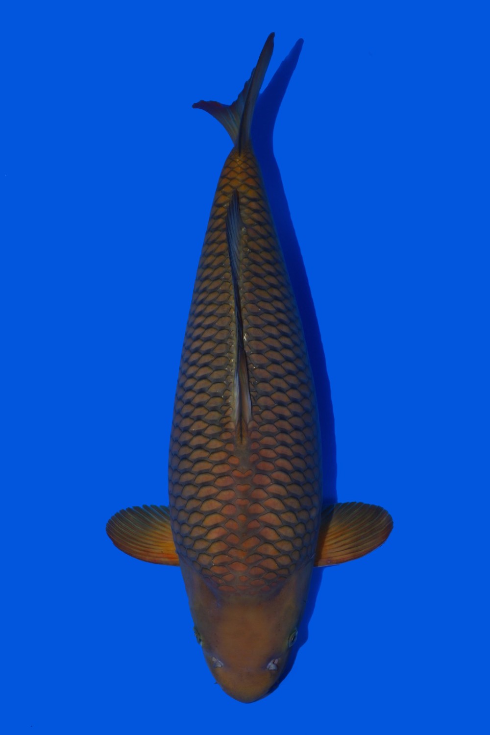 Juara 5