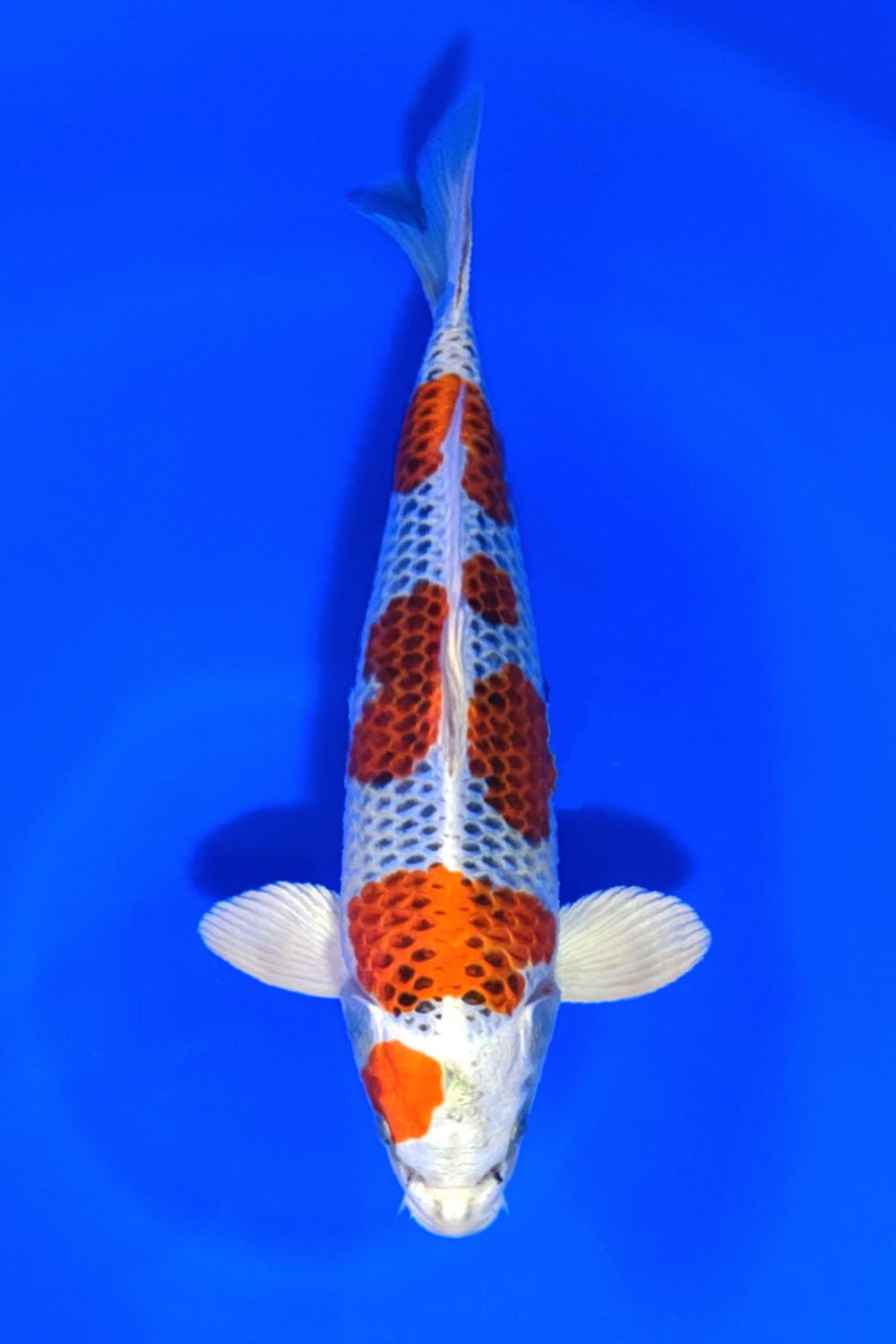 Juara 1