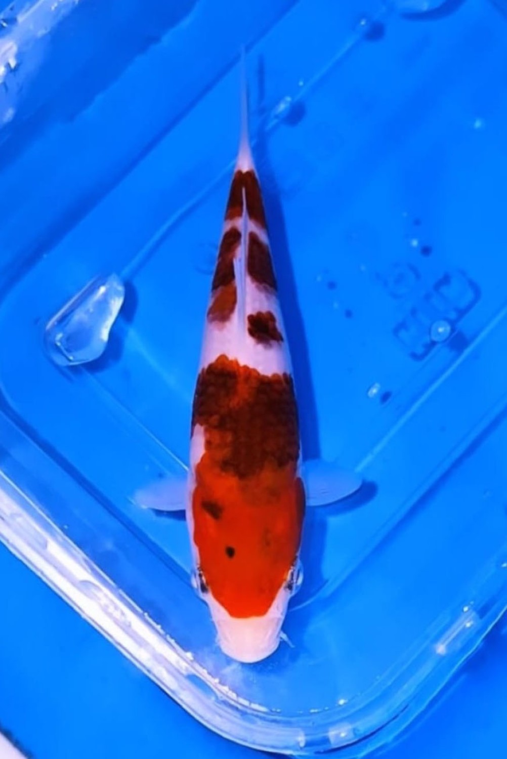 Juara 3