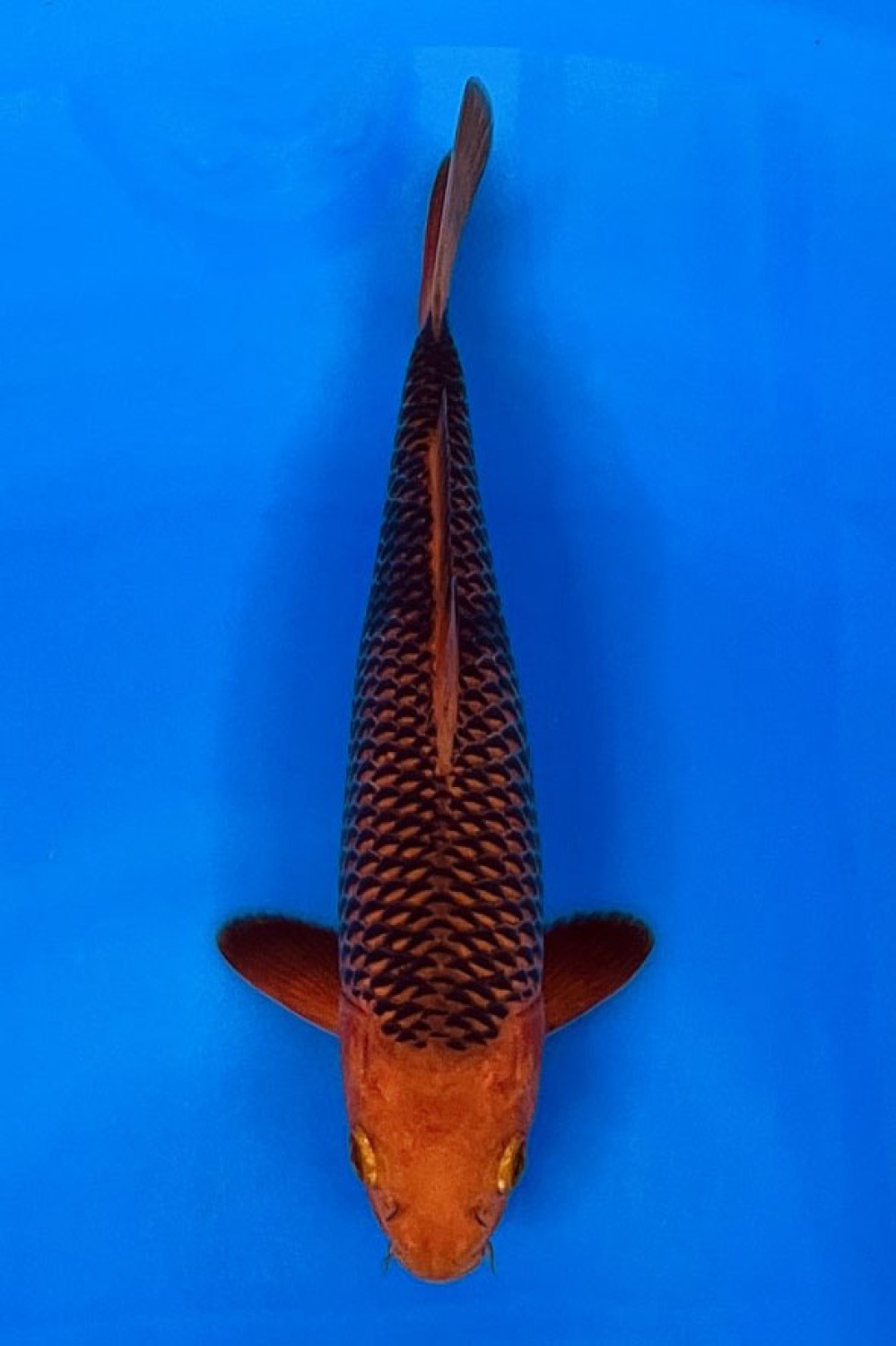 Juara 2