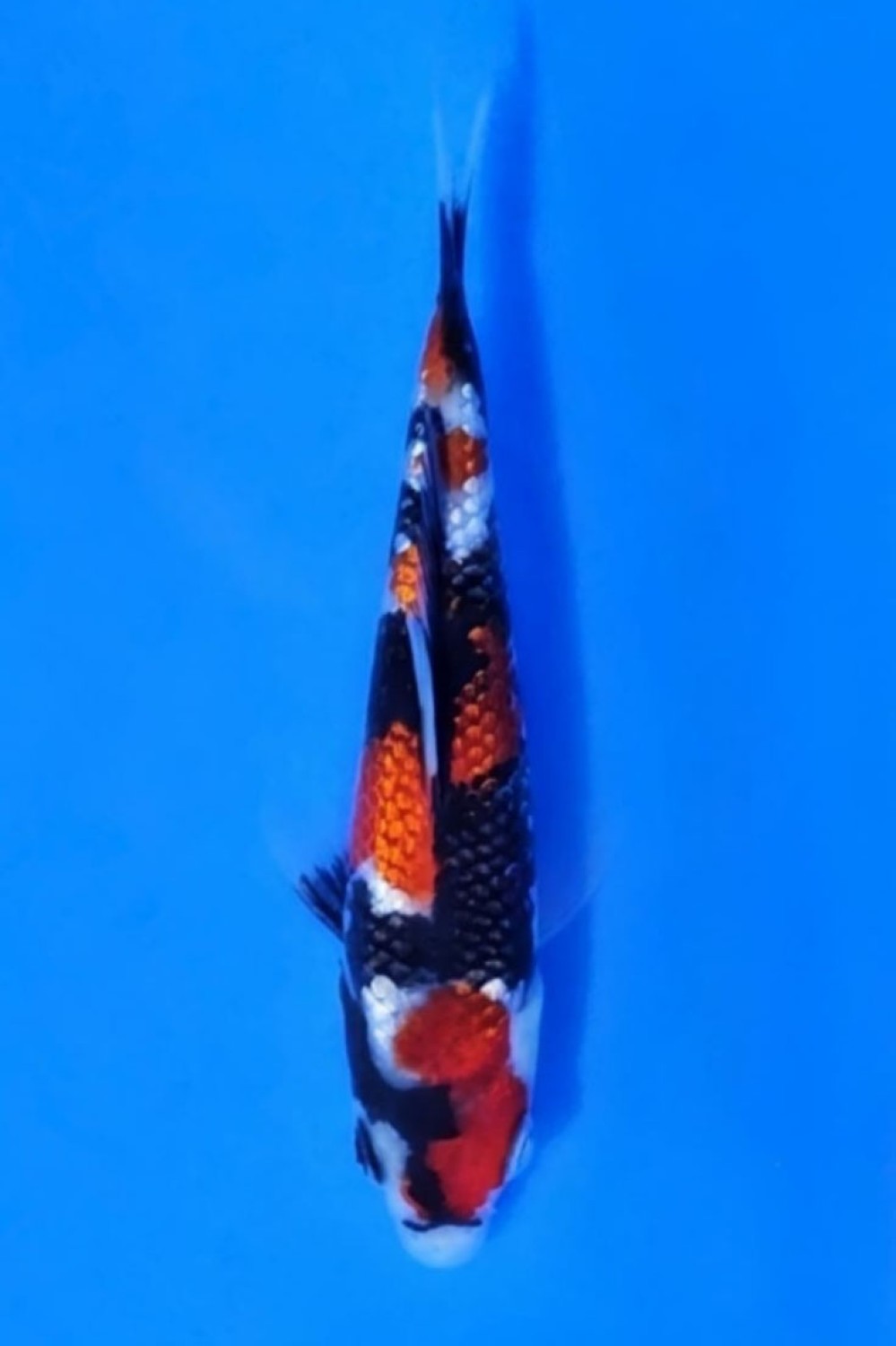 Juara 1