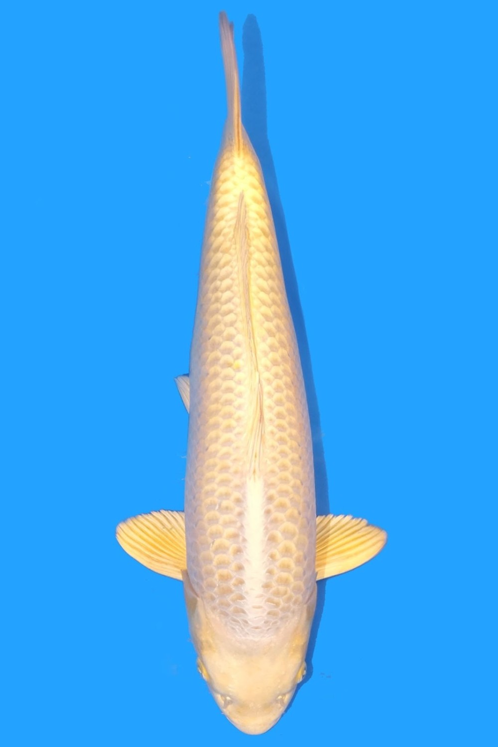 Juara 1