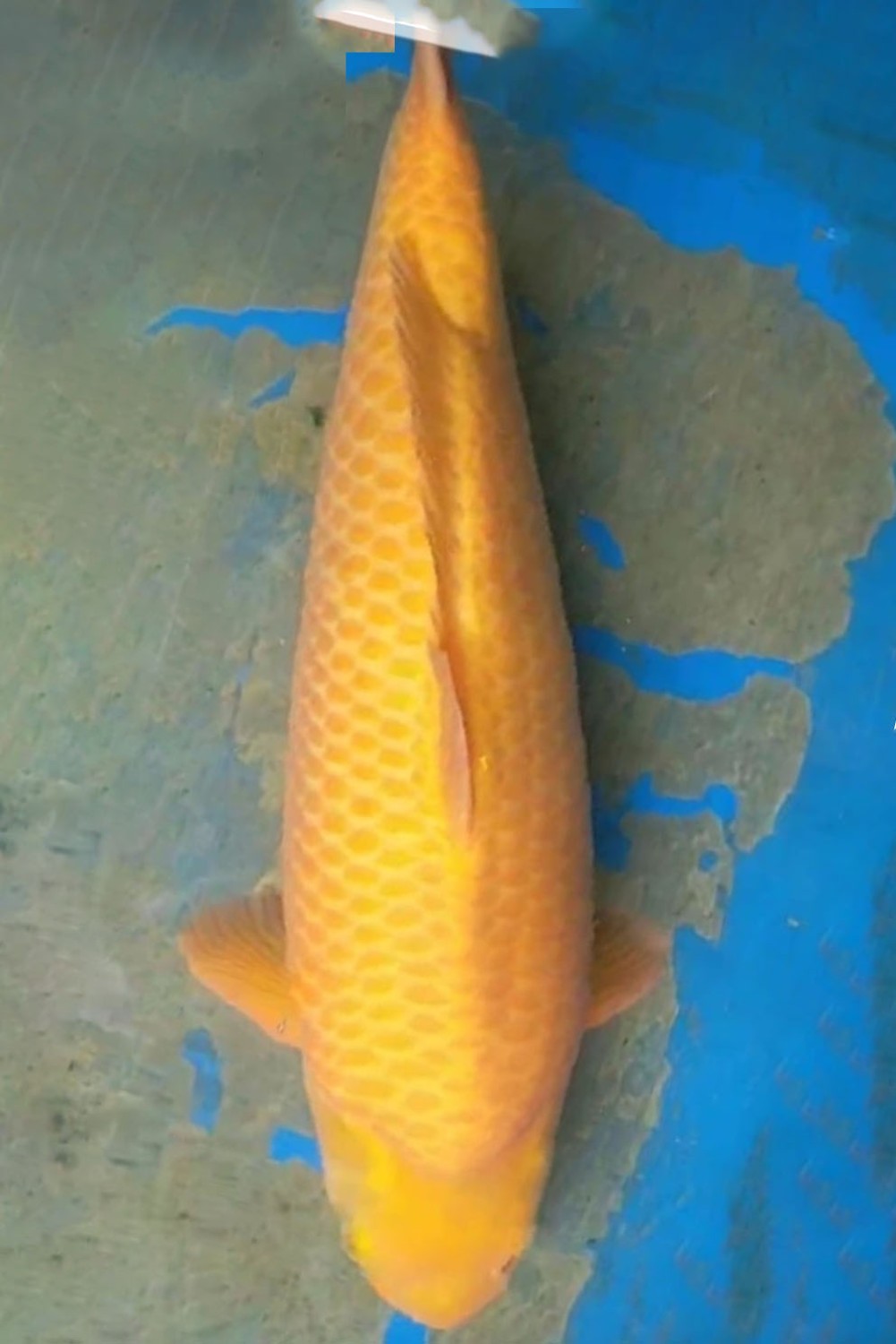 Juara 1
