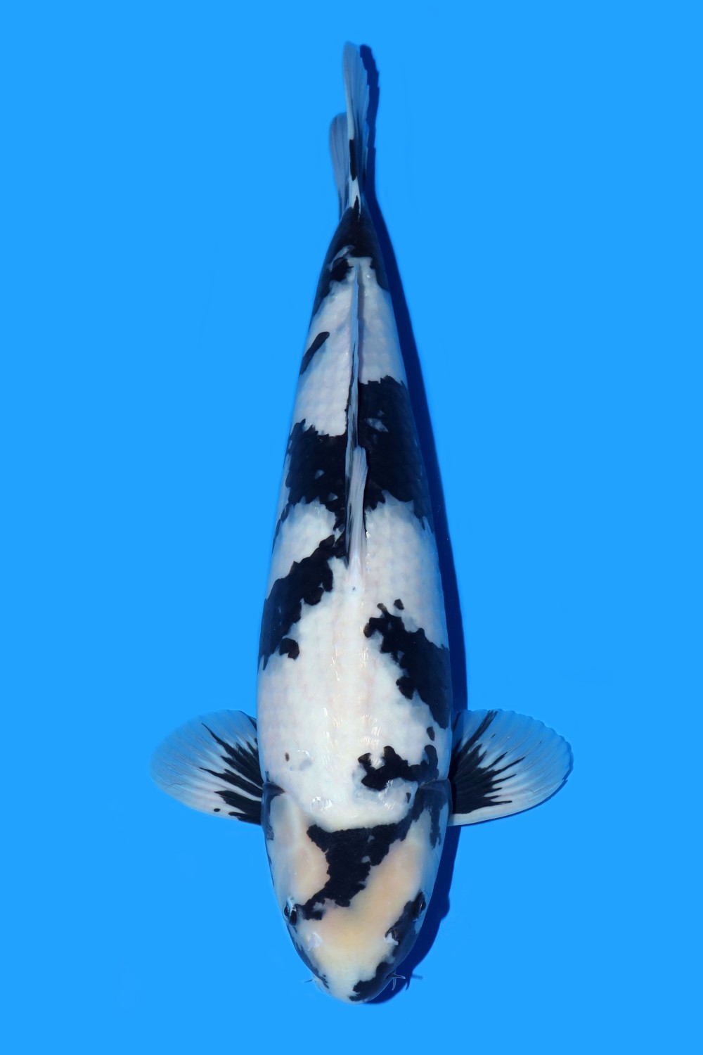 Juara 1