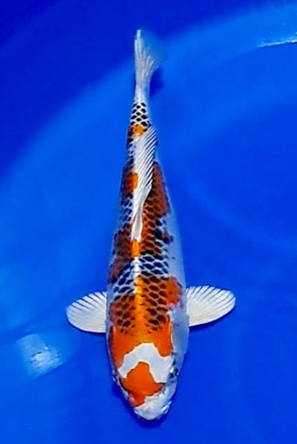 Juara 2