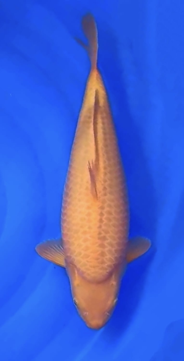 Juara 1