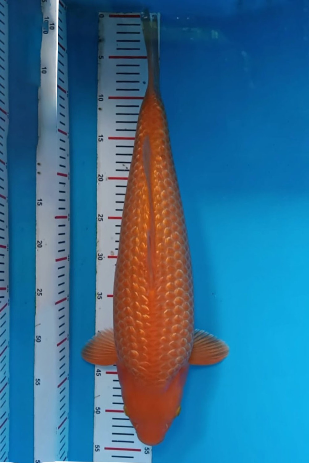 Best In Size E 51 - 55 cm