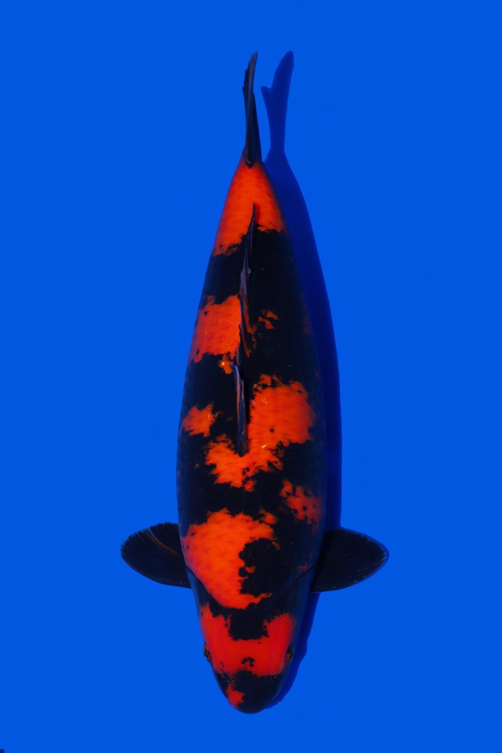 Juara 2