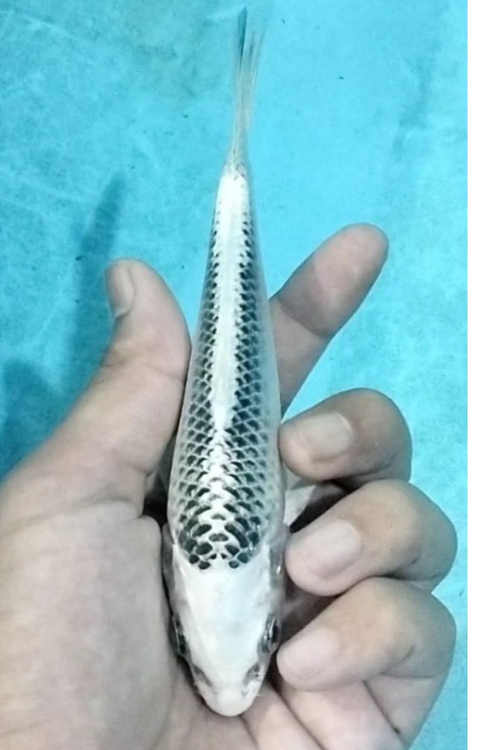 Best In Size E 13 - 15 cm