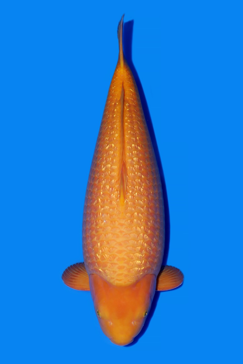 Best In Size E 66 - 70 cm