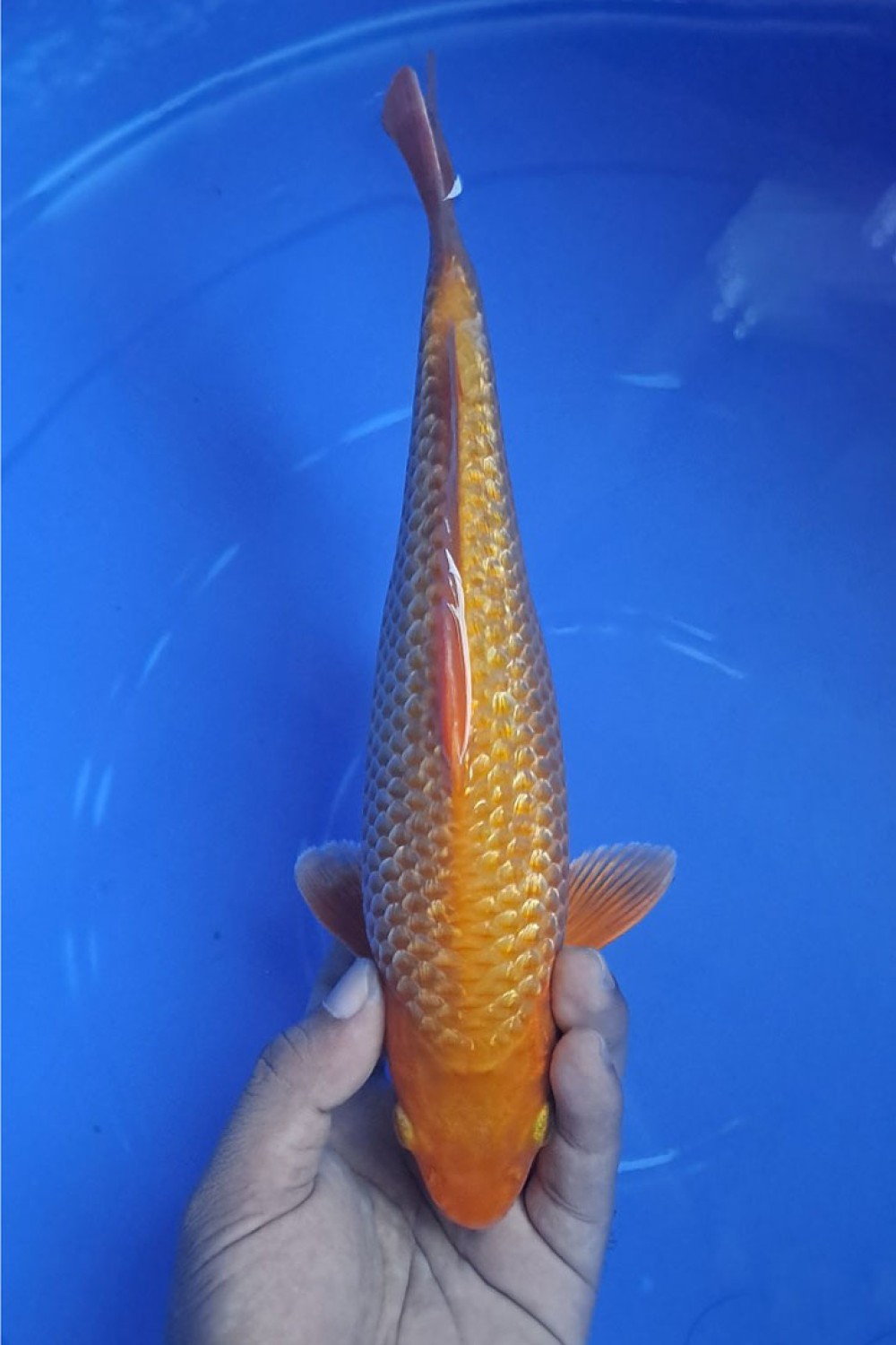 Juara 5