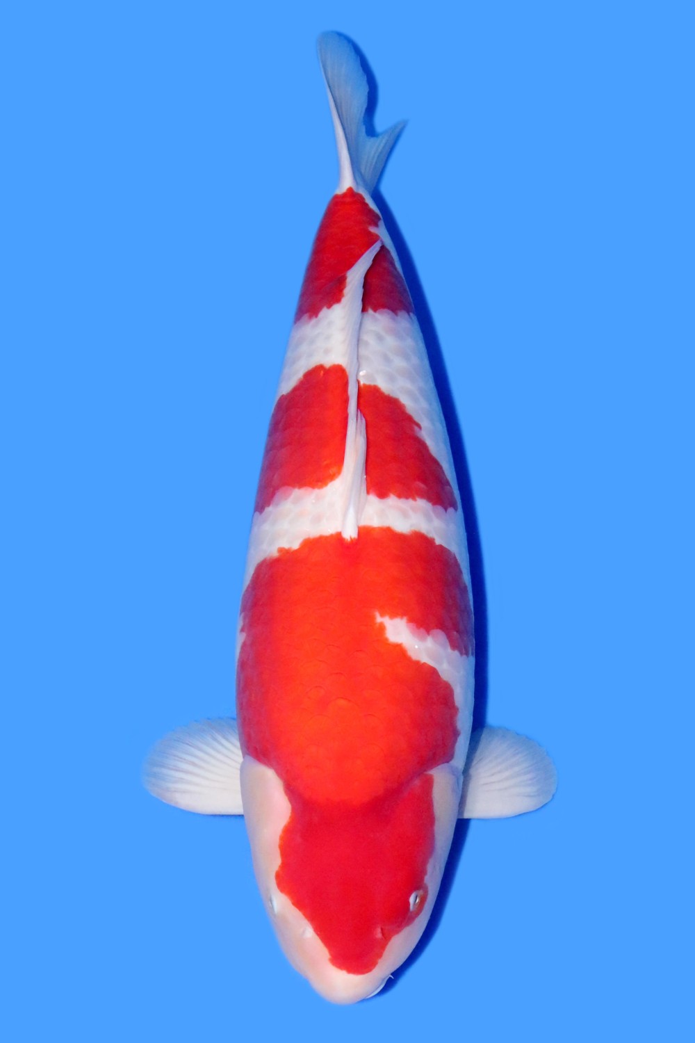Best In Size A 71 - 75 cm