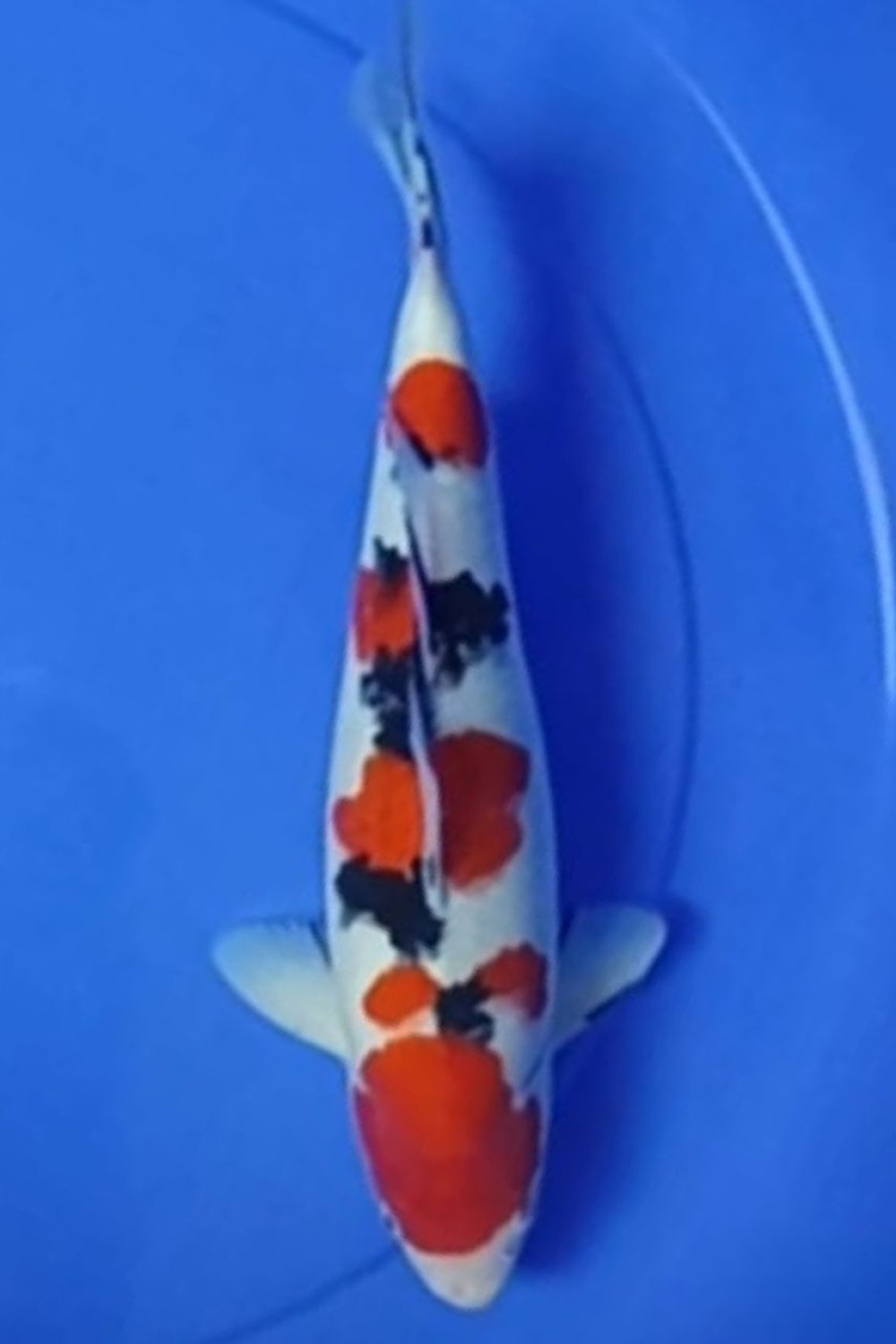 Juara 4