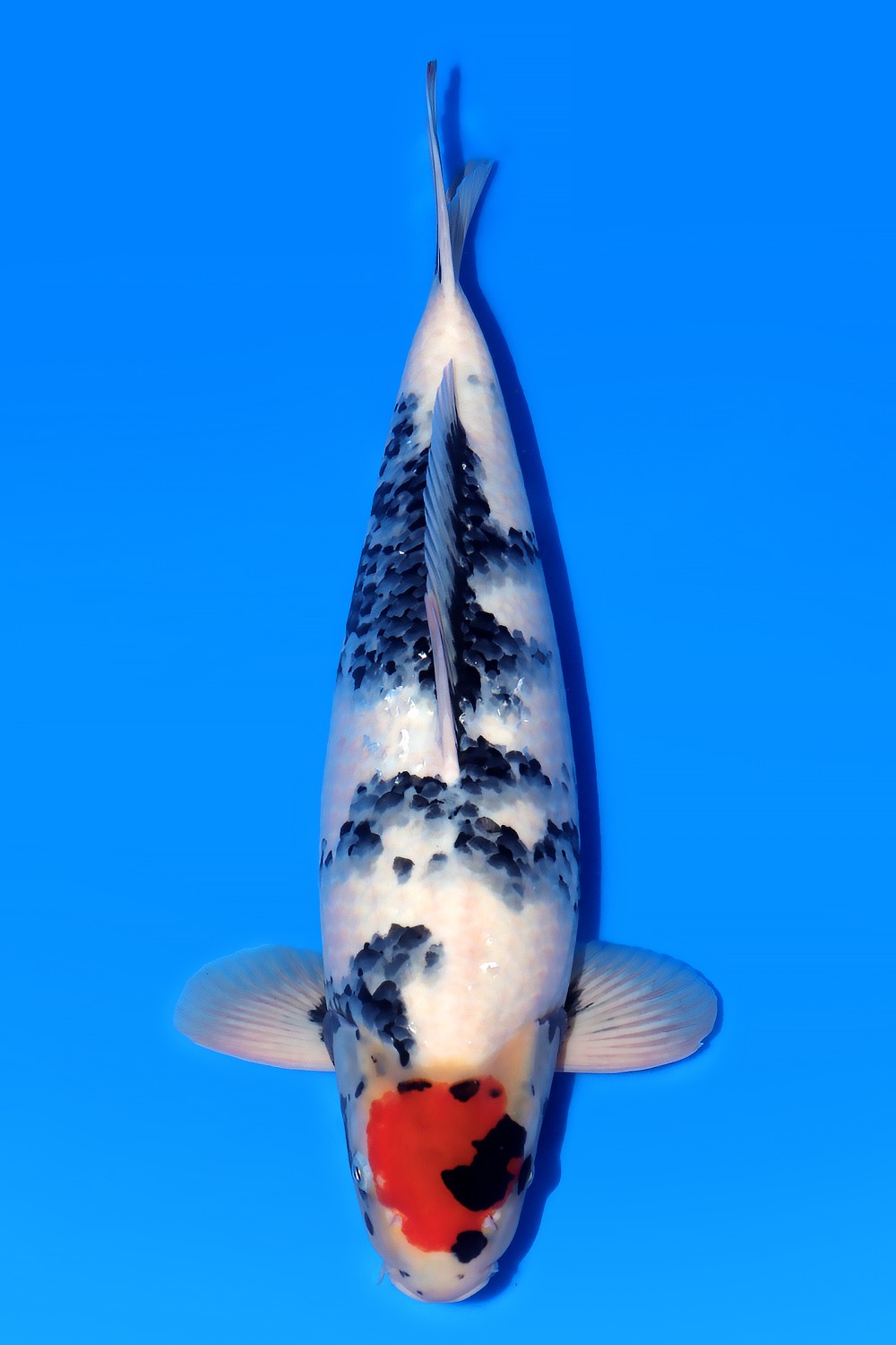 Juara 2