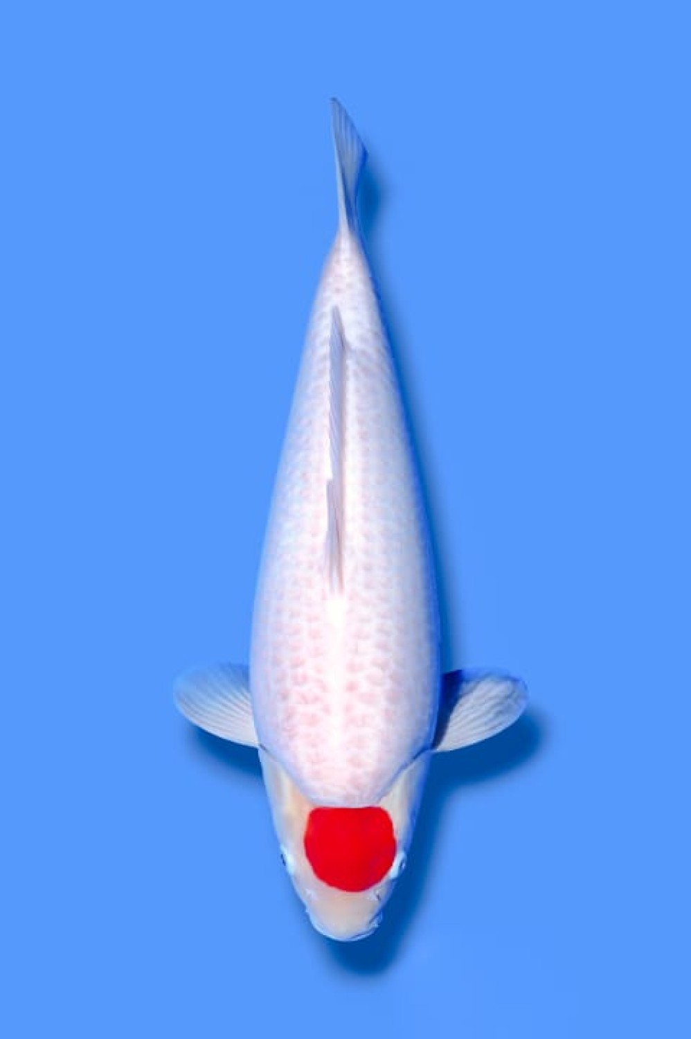 Juara 2