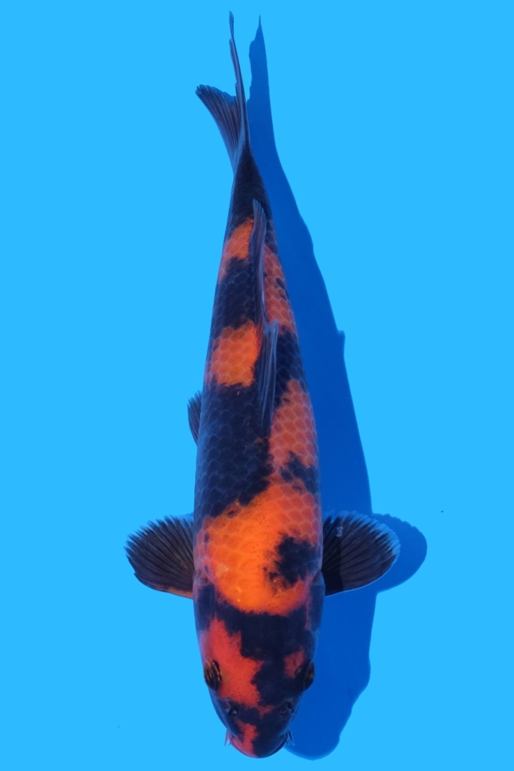 Best In Size D 16 - 20 cm