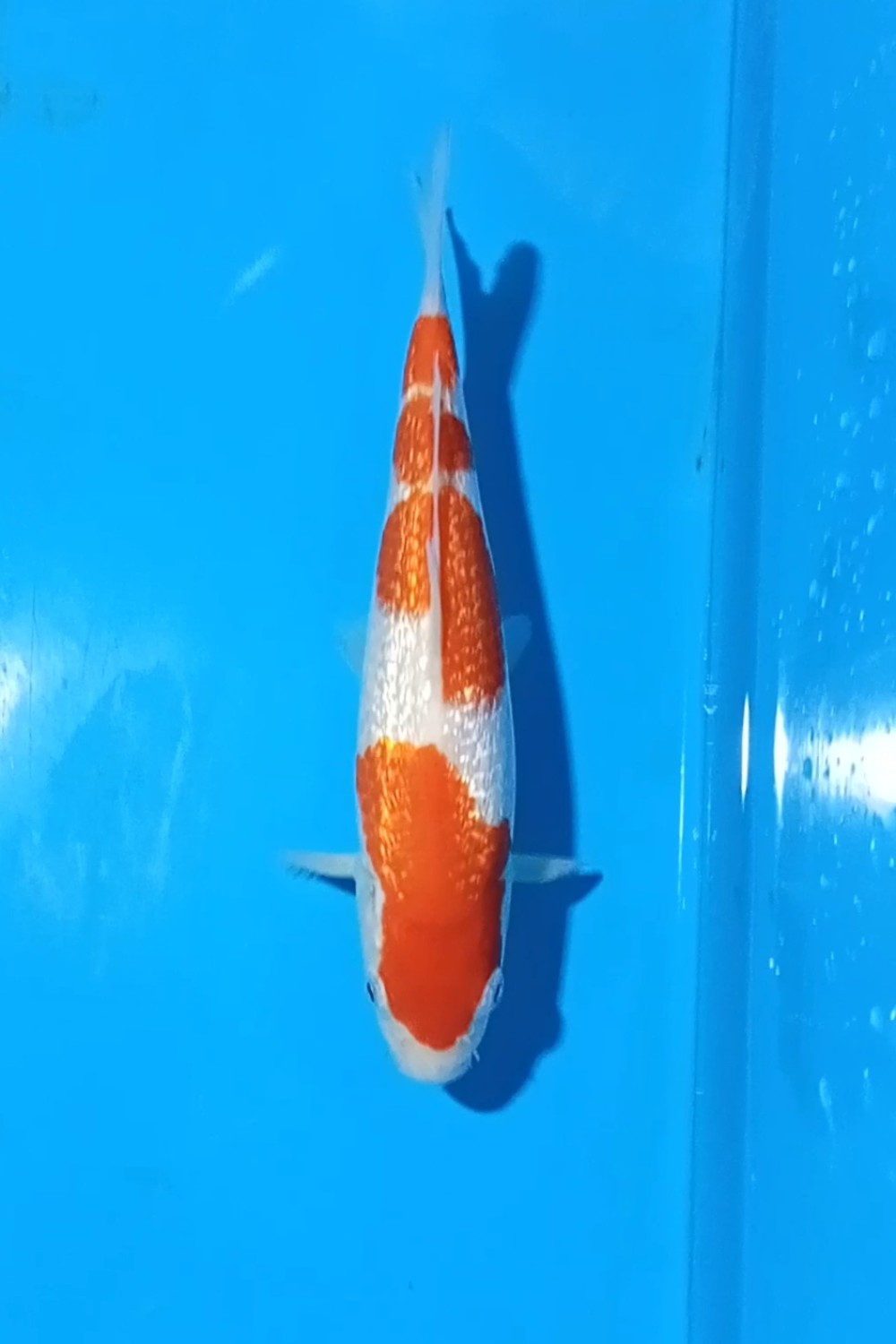 Juara 1