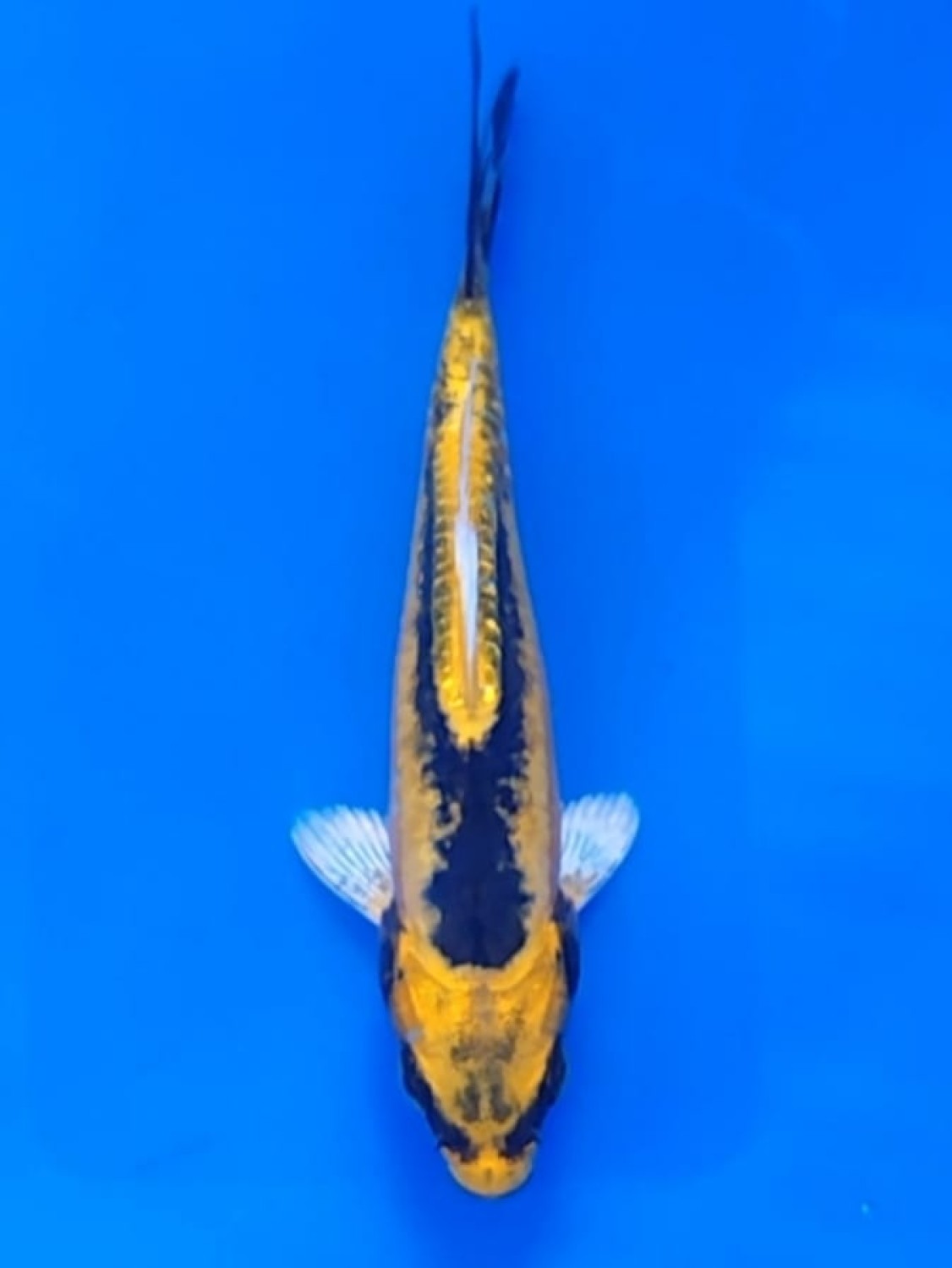 Juara 2