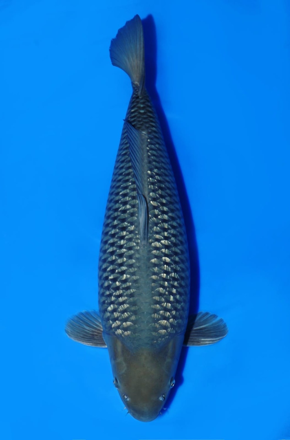 Juara 2
