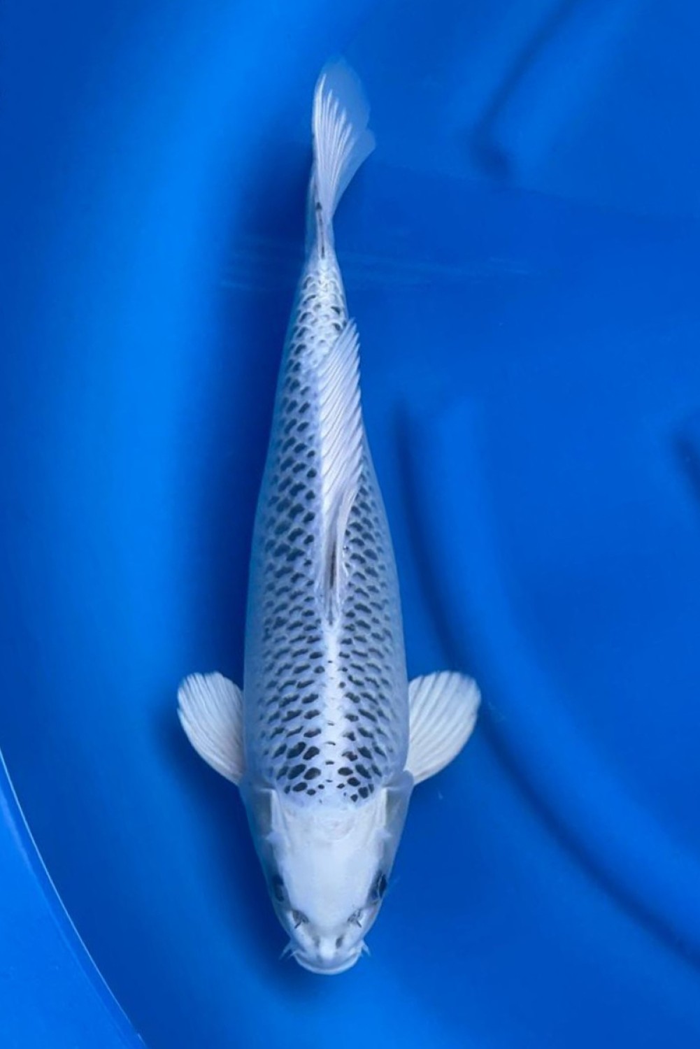 Juara 1