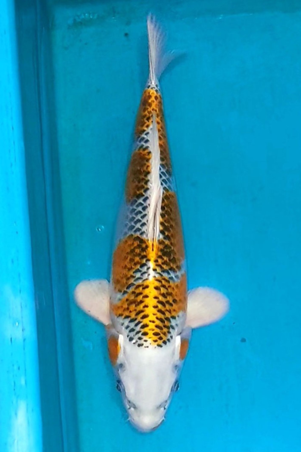 Juara 4